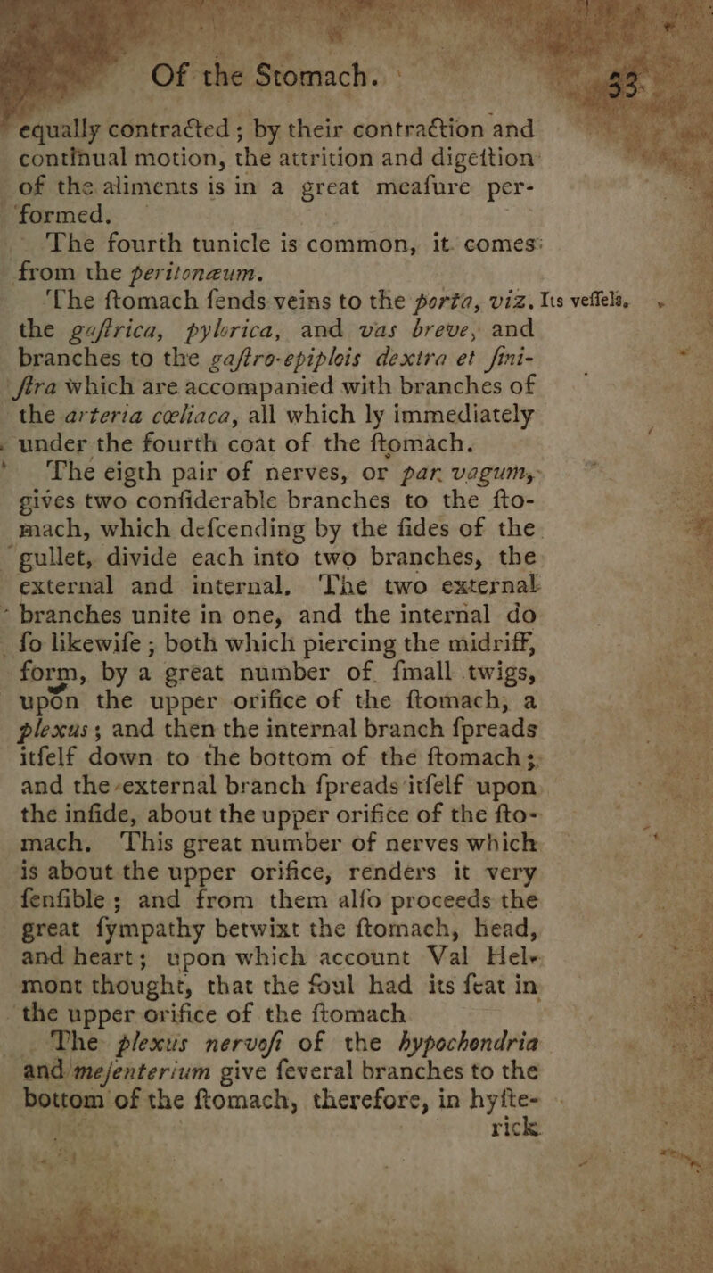 “Of the Seinach ' equrally sie ctted’ ; by their contraétion and continual motion, the attrition and digettion: of the aliments is in a great meafure per- formed. The fourth tunicle is common, it. comes: Biron the peritoneum. oe ‘The ftomach fends veins to the porta, viz. Its veffela, . the guftrica, pylorica, and vas breve, and . branches to the ga/tro-epiplois dextra et fini- a ftra which are accompanied with branches of = we oie the arteria celiaca, all which ly immediately a . under the fourth coat of the ftomach. ’ The eigth pair of nerves, or par. vagum, gives two confiderable branches to the fto- mach, which defcending by the fides of the gullet, divide each into two branches, the external and internal, The two external * branches unite in one, and the internal do _ fo likewife ; both which piercing the midriff, form, by a great number of. fmall twigs, upon the upper orifice of the ftomach, a plexus; and then the internal branch fpreads itfelf down to the bottom of the ftomach 3, and the-external branch {preads itfelf upon the infide, about the upper orifice of the fto- mach. ‘This great number of nerves which is about the upper orifice, renders it very fenfible; and from them alfo proceeds the ‘great fympathy betwixt the ftomach, head, and heart; upon which account Val Hele. mont thought, that the foul had its feat in the upper orifice of the ftomach The plexus nervofi of the hypochendria and mejenterium give feveral branches to the dead rem of the ftomach, therefore, i in Bebe A i ric