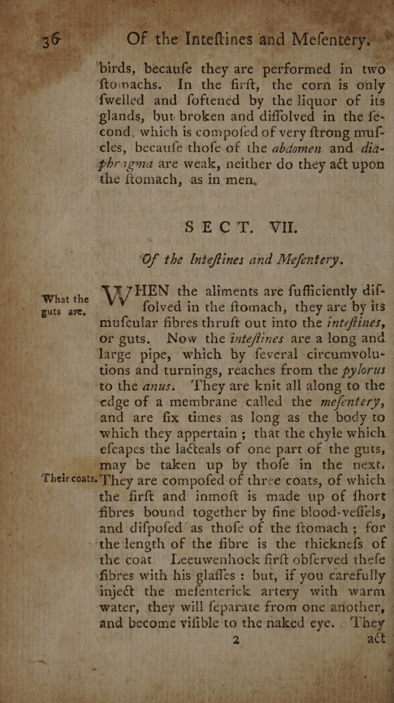 birds, bacate heya are. eeermed in two ‘ftomachs. In the firft, the corn is only {welled and foftened by the liquor of its glands, but broken and diffolved in the fe- cond, which is compoted of very ftrong muf- cles, becaufe thofe of the abdomen and dia- phragma are weak, neither do they = upon the ftomach, as in men, SE rs VaR ‘Of the Inteftines and Mefentery. WHEN the aliments are fufficiently dif- folved in the ftomach, they are by its mufcular fibres thruft out into the /nteffines, or guts. Now the intefines are a long and large pipe, which by feveral circumvolu- | tions and turnings, reaches from the pylorus © to the anus; ‘They are knit all along to the -edge of a membrane called the mefentery, — and are fix times as long as the body to | which they appertain ; that the chyle which — efcapes the lacteals of one part of the guts, — may be taken up by thofe in the next. reoats.They are compofed of three coats, of which — the firft and inmoft is made up of fhort— fibres bound together by fine blood-vefiels, and difpofedas thofe of the ftomach ; for the length of the fibre is the thicknefs of the coat. Leeuwenhock firft obferved thefe : fibres with his glaffes : but, if you carefully ‘inject the mefenterick artery with warm water, they will feparate from one another, | and become vifible to the naked ay Th