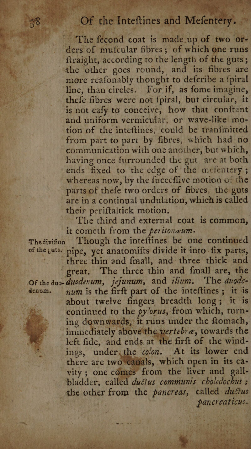 ‘Inteftines and Mefentery. Othe Mond coat is made_up of two or- ‘ders of mufcular fibres; of which one runs’ firaight, according to the length of the guts; the other goes round, and its fibres are more réafonably thought to defcribe a {piral ‘line, than circles. For if, as fome imagine, thefe fibres were not {piral, but circular, it ‘is not eafy to conceive, how that conftant and uniform vermicular, or wave-like mo- tion of the inteftines, could be tranimitted from part to part by fibres, which had no communication with one another, but which, having once furrounded the gut. are at both ends fixed to the edge of the mefentery ; whereas now, by the fucceflive motion of che parts of thefe two orders of fibres, the guts are in a continual undulation, which Is called their periftaitick motion. The third and external coat is common, it cometh from the peritoneum. Thediviton ‘Though the inteftines be one continued of the,uts. pipe, yet anatomifts divide it into fix parts, three thin and fmall, and three thick and ‘great. The three thin and fmall are, the Of the duo- duodenum, jejunum, and ilium. The duade- - d@enom. —_ num is the firft part of the inteftines ; it is | about twelve fingers breadth long; it is continued to the py/orus, from which, turn- ing downwards, it runs under the ftomach, pig Sitti. fetch towards the left fide, and ends.at the firft of the wind- ings, under,the coon. At its lower end there are two canals, which open in its ca- vity ; one cémes from the liver and gall- ladder; called dudius communis choledochus ; the other from the pancreas, called ductus ‘ pancreaticus.