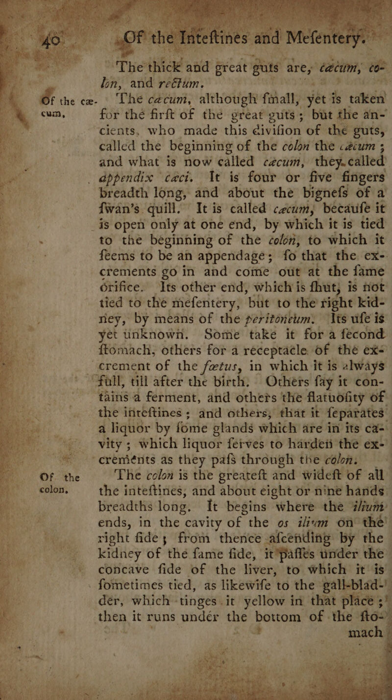 “The iia ana ereat Ree are, ‘acim, rie lin, and reéfum. : sil 6 the ce- ‘The cecum, although finall, yet is take cum, for thé firft of the great guts; but the an- cients, who made this divifion of the guts, called the beginning of the colon the céium ; and what is now called cécum, they. called 4 | _ appendix caci. It is four or five fingers : » breadth long, and about the bignefs of a fwan’s quill, It is called cecum, becaufe it _is open only at one end, by which it is tied : to the beginning of the colon, to which it feems to be an appendage; fo that the ex-. cfements go in and come out at the fame aa Grifice. Its other end, whichis fhut; is not tied to the mefentery, but to the right kid- ney, by means of the peritoneum. Tits ufe is yet unknown. Some take it for a fecond ftomach, others for a receptacle of thé ex- _crement of the fetus, in which it is always “fall, till after the birth. Others fay it con- tains a ferment, and others the flatuofity of the ifiteftines ; and others; that it feparates. a liquor by fome glands which are in its ca=. |. vity; which liquor fetves to hardeii the ex-— _ ereniénts as they pafs through the colon. : The colon is the greateft and Wideft of all” the inteftines, and about eight or nine hands breadths long. It begins where the iunt: ends, in the cavity of the os ilivm on the right fide; from thence afcending by the kidney of the fame fide, it paffes under the | concave fide of the liver, to Which it is PM ae ks Pe ‘ ;
