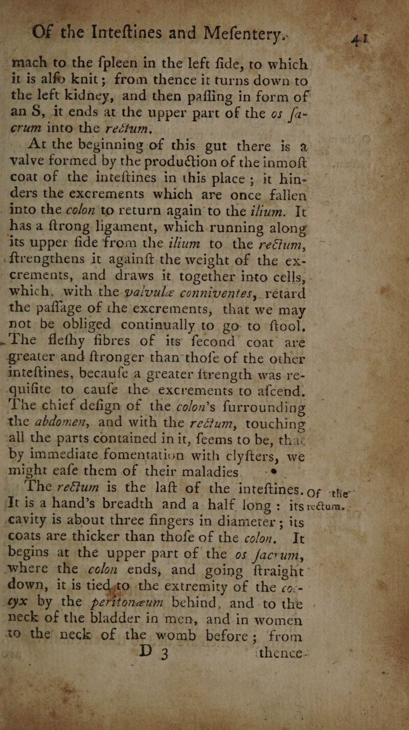 mach to the fpleen in the left fide, to which it is alfo knit; from thence it turns down to. the left kidney, and then pafling in form of an 5, it ends at the upper part of the os /a- crum into the rectum. At the beginning of this gut there is a: valve formed by the production of the inmoft coat of the inteftines in this place; it hin- ders the excrements which are once fallen Into the colon to return again ‘to the ilium. It 2 ee has a ftrong ligament, which running along ae its upper fide from the ilium to the reéum, , ‘ftrengthens it againft the weight of the ex- fe ¢rements, and draws it together into cells, - ee which, with the va/vule conniventes, retard Be the paflage of the excrements, that we may ie not be obliged continually to go to ftool. a ~The flefhy fibres of its fecond’ coat are Ee greater and ftronger than thofe of the other ae inteftines, becaufe a greater {trength was re- —quifite to caufe the excrements to afcend. The chief defign of the colon’s furrounding the abdomen, and with the refum, touching | call the parts contained init, feems to be, thac by immediate fomentation with clyfters, we might eafe them of their maladies -*. : The reétum is the laft of the inteftines. of the dt is a hand’s breadth and a half long: itsre@um.-_ «cavity is about three fingers in diameter; its coats are thicker than thofe of the colon. It begins at the upper part of the os /acrum, where the colon ends, and going itraight’ down, it is Hedgio: the extremity of the coc-- yx by the peritoneum behind, and-to the neck of the bladder in men, and in women to the neck of the womb before; from ae mL? 3 ithence-