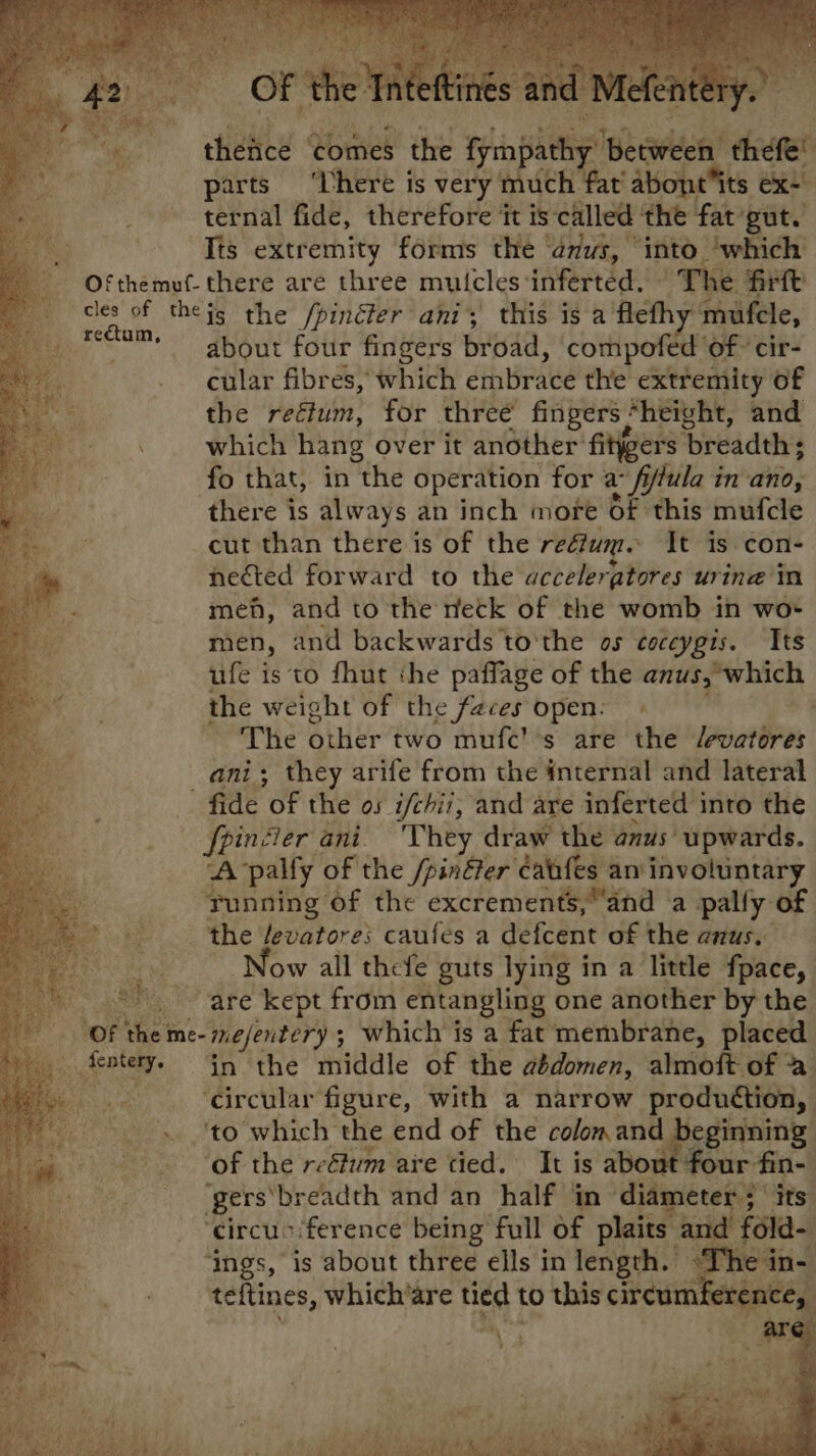 ian theitce ‘comes the fympat Ay beween deere parts ‘here is very much fat abontits ex- ternal fide, therefore it is called the fat gut. ‘i Its extremity forms the anus, into ‘which Of themuf- there are three mutcles: inferted, The ‘fire cles of theig the /pinéter ani; this is a fleth ‘mufele, ‘ahaa about four fingers broad, compofed of’ cir- cular fibres, which embrace the | cathcasley of the reétum, for three fingers jheight, and which hang over it another’ fitygers breadth; fo that, in the operation for a: fffula in ano, there is always an inch more Of this mufcle cut than there is of the redlum. It is. con- nected forward to the acceleratores urine in meh, and to the neck of the womb in wo- men, and backwards to'the os ¢oceygis. Its ufe is to fhut the paffage of the anus,*which the weight of the feces open: - ; The other two mufc’’s are the levatores ani; they arife from the internal and lateral fide of the os ifchii, and are inferted into the fpinéier ani They draw the anus’ upwards. A pally of the /pinéter éatifes an involuntary unning of the excrements,and ‘a pally of _ ‘the fevatore: caufes a defcent of the anus. Brus ow all thefe guts lying in a little fpace, aie RY vare re kept from entangling one another by the “OF the me- mefentery 5 ; which is a fat membrane, placed 4 ‘se in the middle of the aédomen, almoft of a . ‘circular figure, with a narrow production, | . ‘to which the end of the colom and beginning: ‘of the reétum are tied. It is about four fin- gers‘breadth and an half in didmetee 3 its ‘circusference being full of plaits ps ‘Ings, is about three ells in Nah auc ‘Th