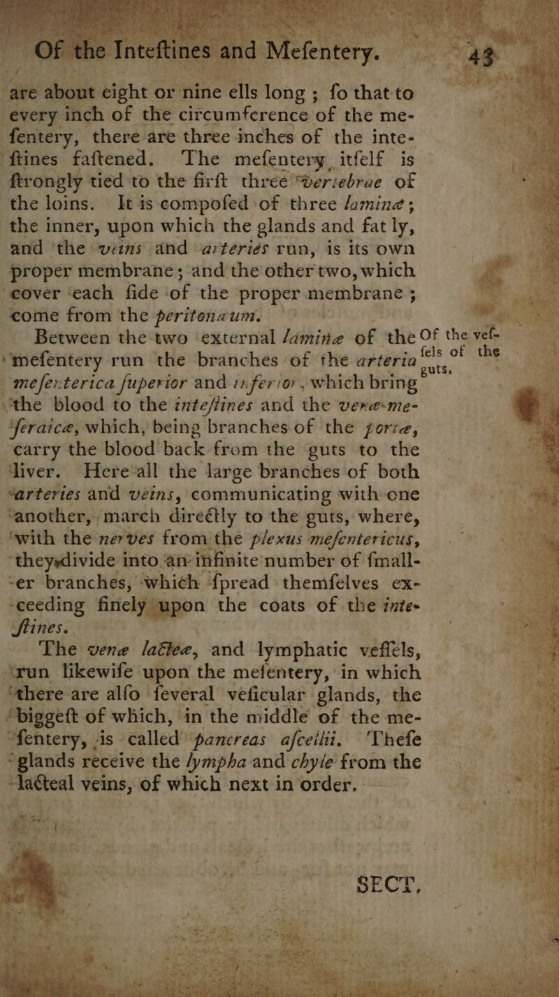 “every oe of the EiFeuafcrenes “Of the me- fentery, there are three inches of the inte- ftines faftened. The mefentery, itfelf is ftrongly tied to the firft three eriebrae Of the loins. It is compofed of three lamina; the inner, upon which the glands and fat ly, and ‘the veins and arteries run, is its own proper membrane; and the other two, which cover each fide of the proper membrane 3 ; come from the peritonzum. ‘mefentery run the branches of the arteria _ mefenterica fuperior and infer/or, which bring “the blood to the inte/fines and the ver@eme- ‘feraice, which, being branches of the gorre, carry the blood back from the guts to the ‘liver. Here‘all the large branches of both ‘arteries and veins, communicating with one ‘another, march direétly to the guts, where, ‘with the nerves from the plexus mefentericus, ‘theysdivide into an® infinite number of fmall- -er branches, ‘which {pread themfelves ex- ines. The vene lattee, and lymphatic vefiels, ‘run likewife upon the mefentery, in which ‘there are alfo feveral veficular glands, the ‘biggeft of which, in the middle of the me- “fentery, - 4is called’ ‘pancreas afceihi, 'Thefe “glands receive the /ympha and chyie from the ~Jacteal veins, of which next in order.
