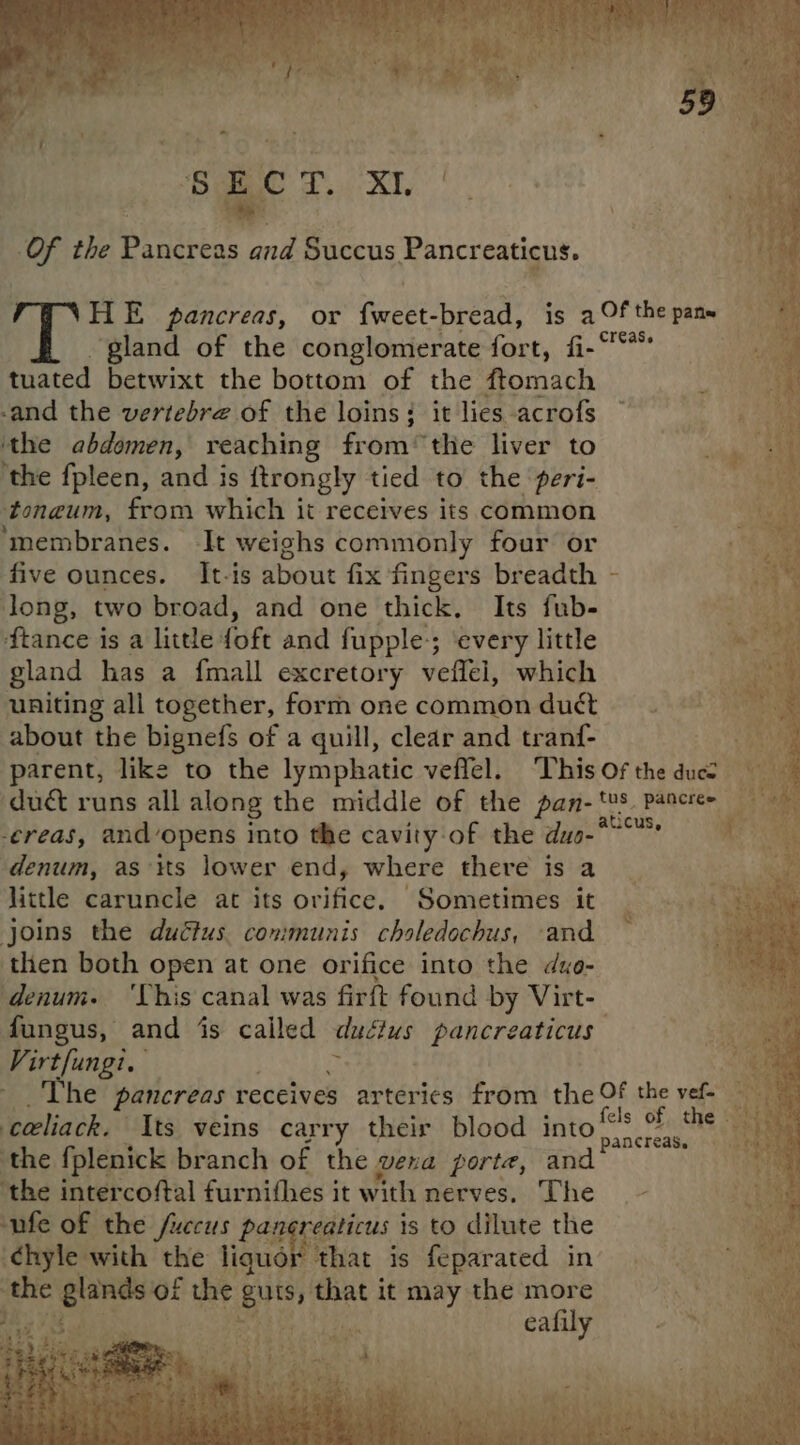 ‘Bae Px Of the Pancreas and Succus Pancreatigus. HE pancreas, or fweet-bread, is a Of the pane ‘gland of the conglomerate fort, fi-“* tuated betwixt the bottom of the ftomach ae -and the vertebra of the loins; it lies acrofs ~ ah ‘the abdomen, reaching fromthe liver to m ‘the fpleen, and is ftrongly tied to the peri- toneum, from which it receives its common ‘membranes. It weighs commonly four or five ounces. It-is about fix fingers breadth - oe long, two broad, and one thick. Its fub- Seo {tance is a little fofe and fupple:; ‘every little gland has a fmall excretory veftel, which uniting all together, form one commonduct . about the bignefs of a quill, clear and tranf- parent, like to the lymphatic veffel. ‘This Of the ducc “ee duct runs all along the middle of the pan-tvs. pancree -ereas, and’opens into the cavity of the duo- isk a denum, as tts lower end, where there is a little caruncle at its orifice. Sometimes it joins the duétus. communis choledochus, -and then both open at one orifice into the dxo- denum. ‘This canal was firft found by Virt- pre: and ‘is called ductus B ogseybngats sy Virtfungi, - The pancreas receives arteries from the Of the vef-— celiack. Its veins carry their blood into <: Saas ; ‘the fplenick branch of the vena porte, and ; the intercoftal fur nifhes it with nerves. The ~ -nfe of the fuccus pancrealicus is to dilute the ‘¢hyle with the ie is feparated in the glands of the mere vith it may the more ty FERP. ay ag cally’ + Ge
