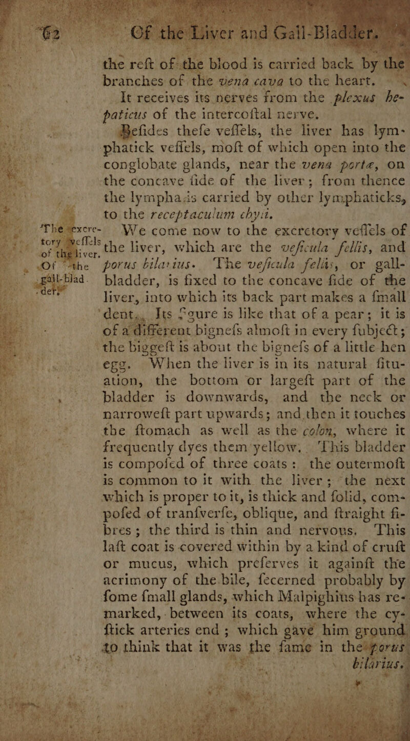 the reft of the bl by branches of t © vena cava to the heat . : It receives its nerves from the plexus he- paticus of the intercoftal nerve. fides thefe veflels, the liver has lym- -phatick vefiels, moft of which open into the cconglobate glands, near the veng porta, on the concave fide of the liver; from thence the lymphazs carried by other lymphaticks, to the receptaculum chyit. xcre- We come now to the excretory veflels of ver, tHe liver, which are the veficula “felis, and e porus bilarius. The veficula felts, or gall- lad- bladder, is fixed to the concave fide of the liver, into which its back part makes a fimall ‘dent, Its Sgure is like that of a pear; it is _ of a different bignefs almoft in every fubject ; ‘ the bivgett i is about the bignefs of a little hen egg. When the liver is in its natural fitu- ation, the bottom or largeft part of the bladder is downwards, and the neck or narrowett part upwards; and then it touches the ftomach as well as the colon, where it frequently dyes them yellow, This bladder is compoied of three coats: the outermoft is common to it with the liver. + ‘the next which is proper to it, is thick and folid, com- pofed of tranfverfe, oblique, and ftr aight fi- bres; the third is thin and nervous. This laft coat is covered within by a kind of cruft or mucus, which preferves it againft the acrimony of the.bile, fecerned probably by fome fmall glands, which Malpighius bas re< marked, between its coats, where the cy- Na _. ftick arteries end ; which gave | him ground ea.) 4p think that it was be. fame i in the “po 5