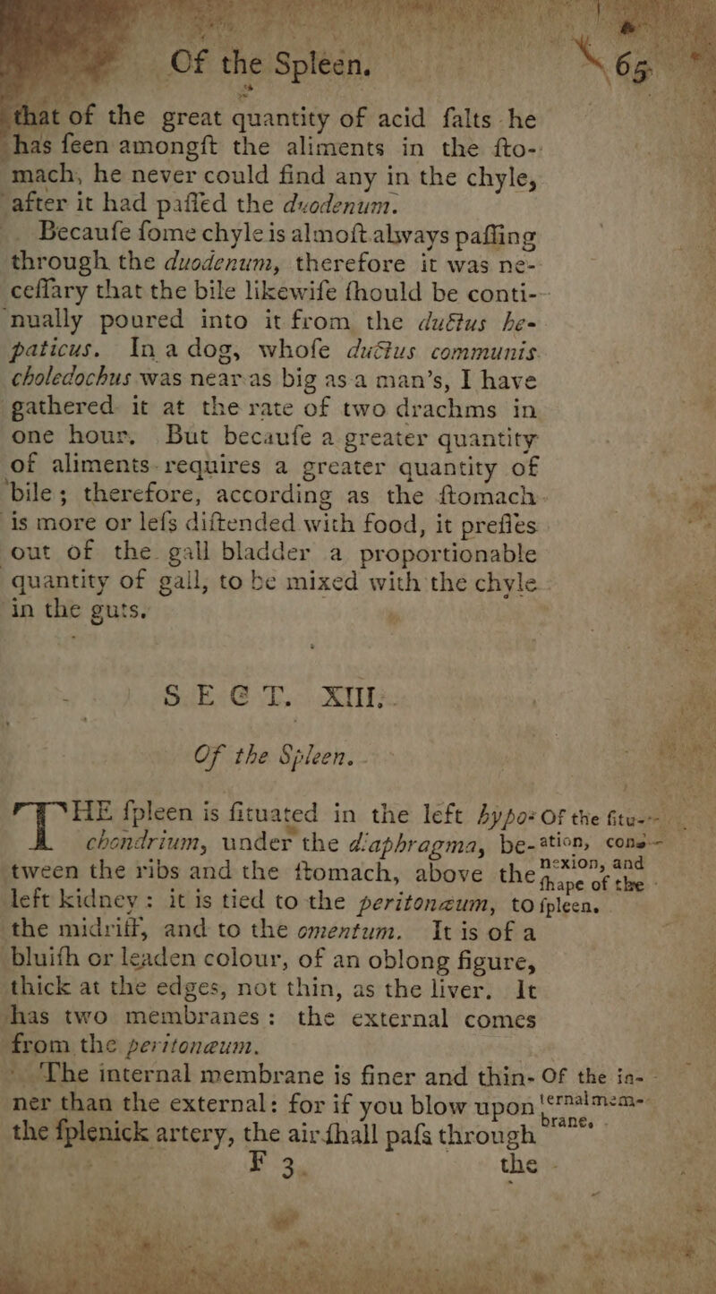ei : : ty Of the ieee > tof the great quantity of acid falts he has feen amongft the aliments in the fto- mach, he never could find any in the chyle, after it had paffed the duodenum. _. Becaufe fome chyleis almoft.always paffing a through the duodenum, therefore it was ne- . Bs ceffary that the bile likewife fhould be conti-~ :, ‘nually poured into it from the duétus he- paticus. Inadog, whofe duGus communis. choledochus was nearas big asa man’s, I have bs gathered. it at the rate of two drachms in - one hour, But becaufe a greater quantity of aliments. requires a greater quantity of on > ied . 1 _, ae bile; therefore, according as the ftomach. ae is more or lefs diftended with food, it prefles akin e out of the gall bladder a proportionable a quantity of gall, to be mixed with the chyle. | eis ‘in the guts, % ste aes . a i a oe neha dk @ LRU . oi , Ser . Sy] ita 4 ‘ Of the Spleen. - 4 t aR Py HE fpleen is fituated in the left bypor Of the ftue- chondrium, under the diaphragma, be-*tion, cone — ‘tween the ribs and the ftomach, above the fire Kp left kidney: it is tied tothe peritoneum, to fpleen. the midriff, and to the omentum. Itis of a % bluifh or leaden colour, of an oblong figure, thick at the edges, not thin, as the liver. It vhas two membranes: the external comes from the peritoneum. eng! ~The internal membrane is finer and thin- Of the ia-- ner than the external: for if you blow upon Noes the fplenick artery, the airthall pafsthrough ~~ - ET oe Boe the - +2