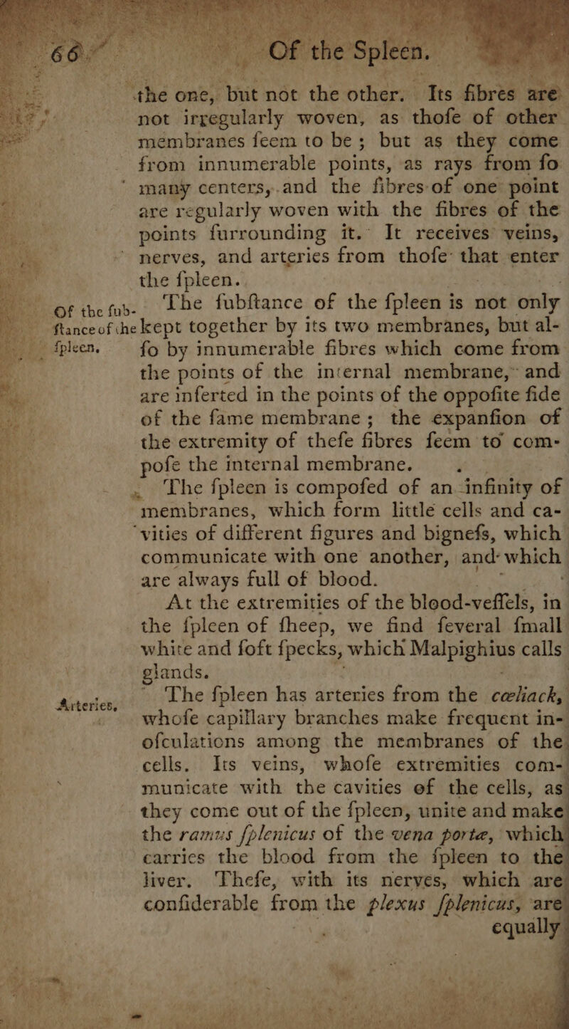 “the one, “put. not lee id ‘Its fibres ch Byte? 5 not irregularly woven, as thofe of other Cada membranes feem to be; but as they come from innumerable points, as rays from fo ‘ many centersy.and the fibres of one point are regularly woven with the fibres of the points furrounding it. It receives’ veins, . ~ nerves, and arteries from thofe that enter  the {fpleen. of thefas- Lhe fubftance of the fpleen i is not only ys ie - flanceof ihe kept together by its two membranes, but al- _ fpleen. fo by innumerable fibres which come from | the points of the internal membrane,~ and are inferted in the points of the oppofite fide of the fame membrane; the expanfion of the extremity of thefe fibres feem to com- ae pofe the internal membrane. j ie . , The fpleen is compofed of an infinity of ‘tae membranes, which form little cells and ca- | “vities of different figures and bignefs, which. te communicate with one another, and: which - are always full of blood. oe At the extremities of the bleod- veflels, i in ue the fpleen of fheep, we find feveral fmall white and foft fpecks, which bl es or calls: ghands. The fpleen has arteries from the celiack, whofe capillary branches make frequent in- ofculations among the membranes of the cells. Its veins, whofe extremities com municate with the cavities of the cells, as they come out of the fpleen, unite and make) the ramus fplenicus of the vena porte, which) carries the blood from the fpleen to the liver, Thefe, with its nerves, which are confiderable from the plexus /plenicus, are equally Arteries,