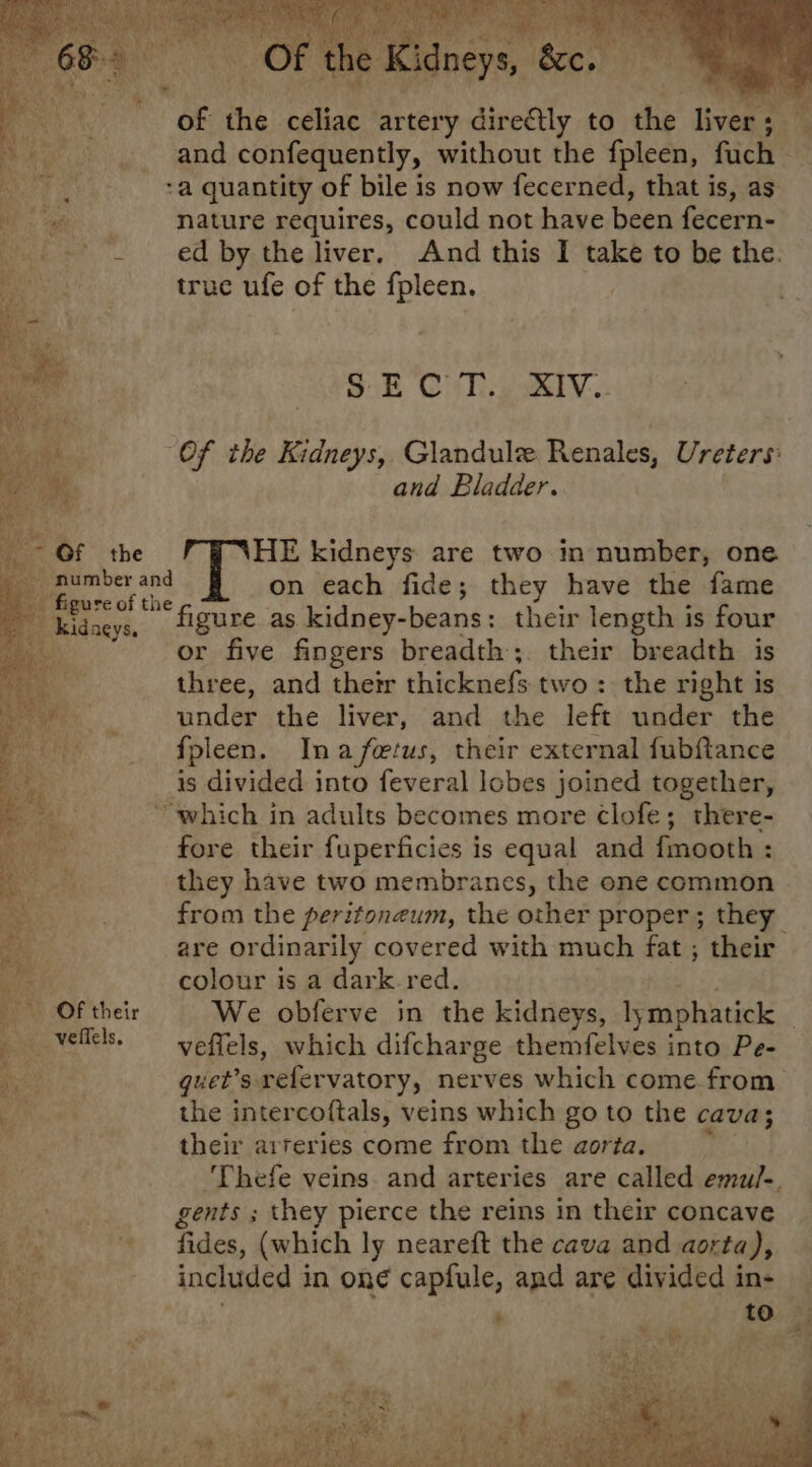 ay OG the celiac Every directly to diy iver; . and confequently, without the fpleen, fach a quantity of bile is now fecerned, that is, as ate nature requires, could not have been fecern- -- +. ed by the liver. And this I take to be the. \ true ufe of the fpleen. 9 EC il... :XIv. Of the Kidneys, Glandule Renales, Ureters: and Bladder. HE kidneys: are two in number, one on each fide; they have the fame figure as kidney-beans: their length is four or five fingers breadth; their breadth is three, and their thicknefs two: the right is under the liver, and the left under the fpleen. Ina fetus, their external fubftance is divided into feveral lobes joined together, “which in adults becomes more clofe; there- fore their fuperficies is equal and {fmooth : they have two membranes, the one common from the peritoneum, the other proper; they are ordinarily covered with much fat ; their colour is a dark red. POF their We obferve in the kidneys, lymphatick | 4 es veflels, which difcharge themfelves into Pe- Bees | quel’s refervatory, nerves which come from ¥; the intercoftals, veins which go to the cava; their arreries come from the aorta. ‘Thefe veins and arteries are called emu/-. gents ; they pierce the reins in their concave fides, (which ly neareft the cava and aorta), included in oné capfule, and are divided in- eine of the