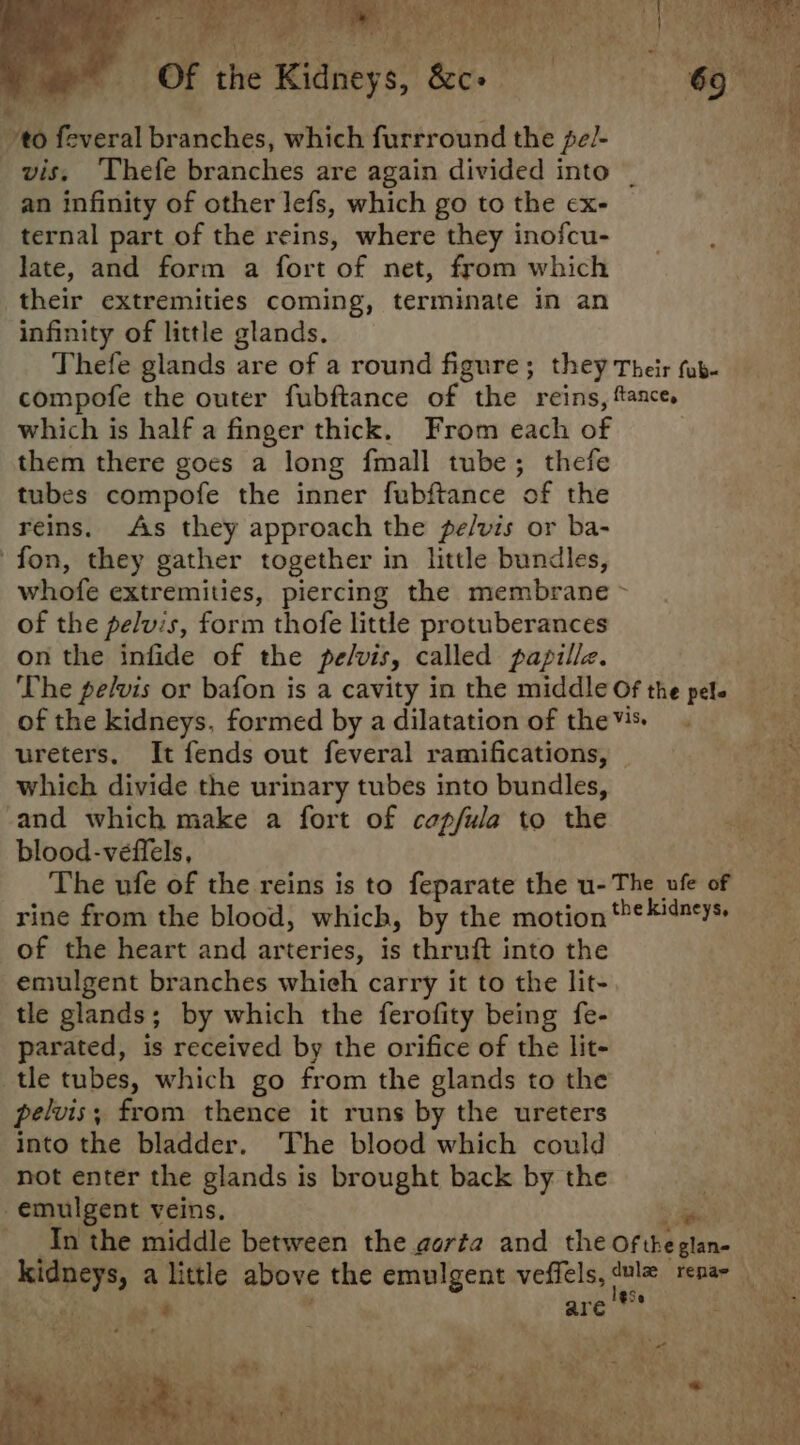 a satis tit: ey ae lt BCT ho yn ee » AA f ae bem J Na : “ke Bn tie Bee of the hee Sco to feveral branches, which furrround the pel- an infinity of other lefs, which go to the ex- ternal part of the reins, where they inofcu- late, and form a fort of net, from which their extremities coming, terminate in an infinity of little glands. Thefe glands are of a round figure; they compofe the outer fubftance of the reins, which is half a finger thick. From each of them there goes a long fmall tube; thefe tubes compofe the inner fubftance of the reins. As they approach the pe/vis or ba- fon, they gather together in little bundles, Their fub- ftance, of the pelvis, form thofe little protuberances on the infide of the pe/vis, called papille. The pelvis or bafon is a cavity in the middle of the kidneys, formed by a dilatation of the ureters, It fends out feveral ramifications, which divide the urinary tubes into bundles, and which make a fort of cap/ula to the blood-veffels, } rine from the blood, which, by the motion of the heart and Le Neriest ‘ thruft into the emulgent branches whieh carry it to the lit- tle glands; by which the ferofity being fe- parated, is received by the orifice of the lit- tle tubes, which go from the glands to the pelvis; from thence it runs by the ureters into the bladder. The blood which could not enter the glands is brought back by the -emulgent veins, Of the pele vis, the kidneys, —s = en yy eA tS +