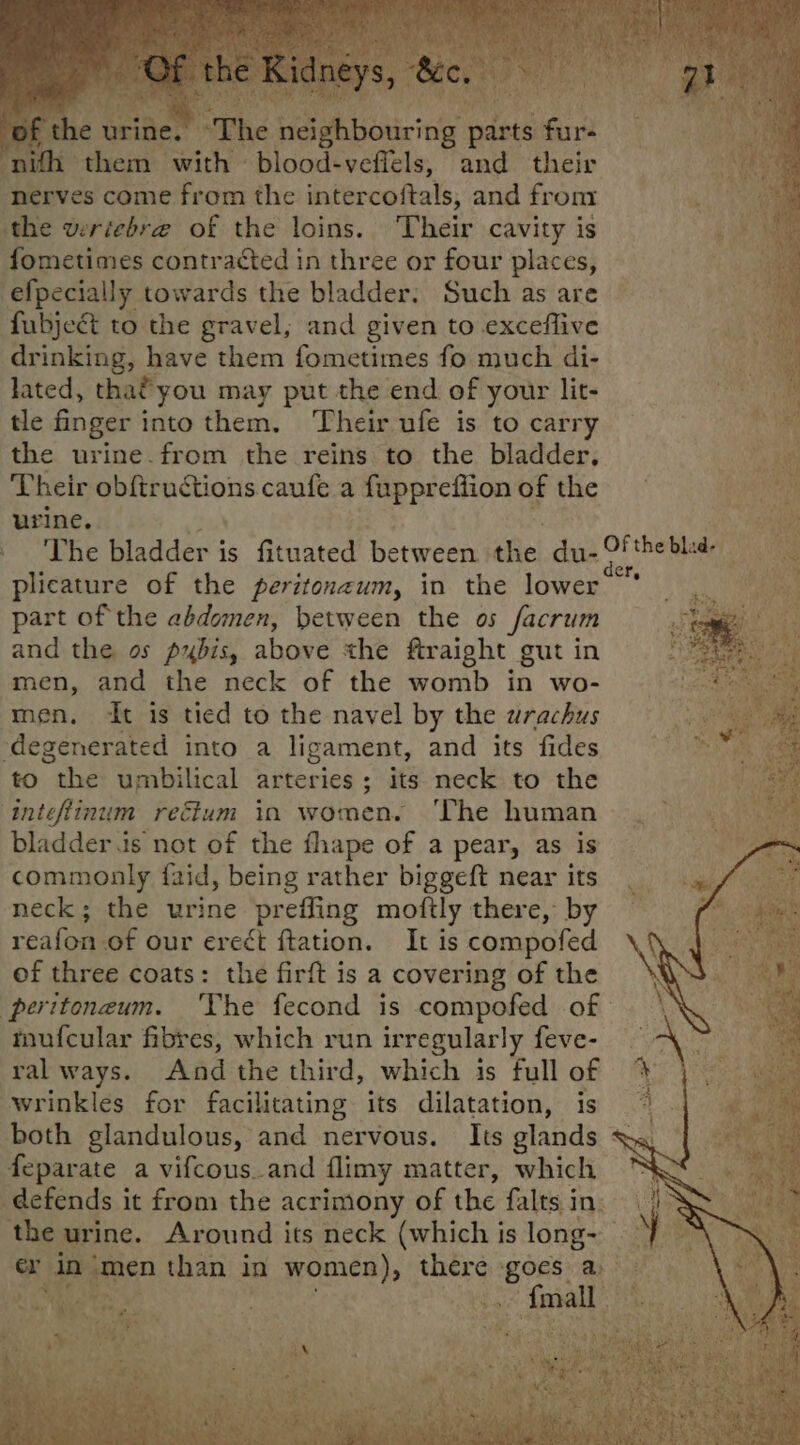 of the ur as, TI ra sic phbicnir nl wae an ‘nith them with - blood-veflels, and their nerves come from the intercoftals, and fr om ce the veriebre of the loins. Their cavity is i. fometimes contracted in three or four places, a efpecially towards the bladder, Such as are fubject to the gravel, and given to exceffive drinking, have them fometimes fo much di- lated, thaéyou may put the end of your lit- tle finger i into them. Their ufe is to carry the urine. from the reins to the bladder, Their obftructions caufe a fuppreffion of the urine. The bladder is fituated between the du-ftheblid- ‘ plicature of the peritonzum, in the lower’ * part of the abdomen, between the os facrum and the os pubis, above the ftraight gut in men, and the neck of the womb in wo- men. dt is tied to the navel by the wrachus ial degenerated into a ligament, and its fides RD to the umbilical arteries; its neck to the inteftinum reétum in women. ‘The human bladder.is not of the fhape of a pear, as is commonly faid, being rather biggeft near its neck; the urine prefling moftly there, by reafon of our erect ftation. It is compofed of three coats: the firft is a covering of the peritoneum. The fecond is compofed of muf{cular fibres, which run irregularly feve- - ral ways. And the third, which is fullof % wrinkles for facilitating its dilatation, is ae both glandulous, and nervous. Its glands SS feparate a vifcousand flimy matter, which defends it from the acrimony of the {alts in. the urine. Around its neck (which is long- ™ ey in men than in women), a, eens, ay bon a a ee \ final