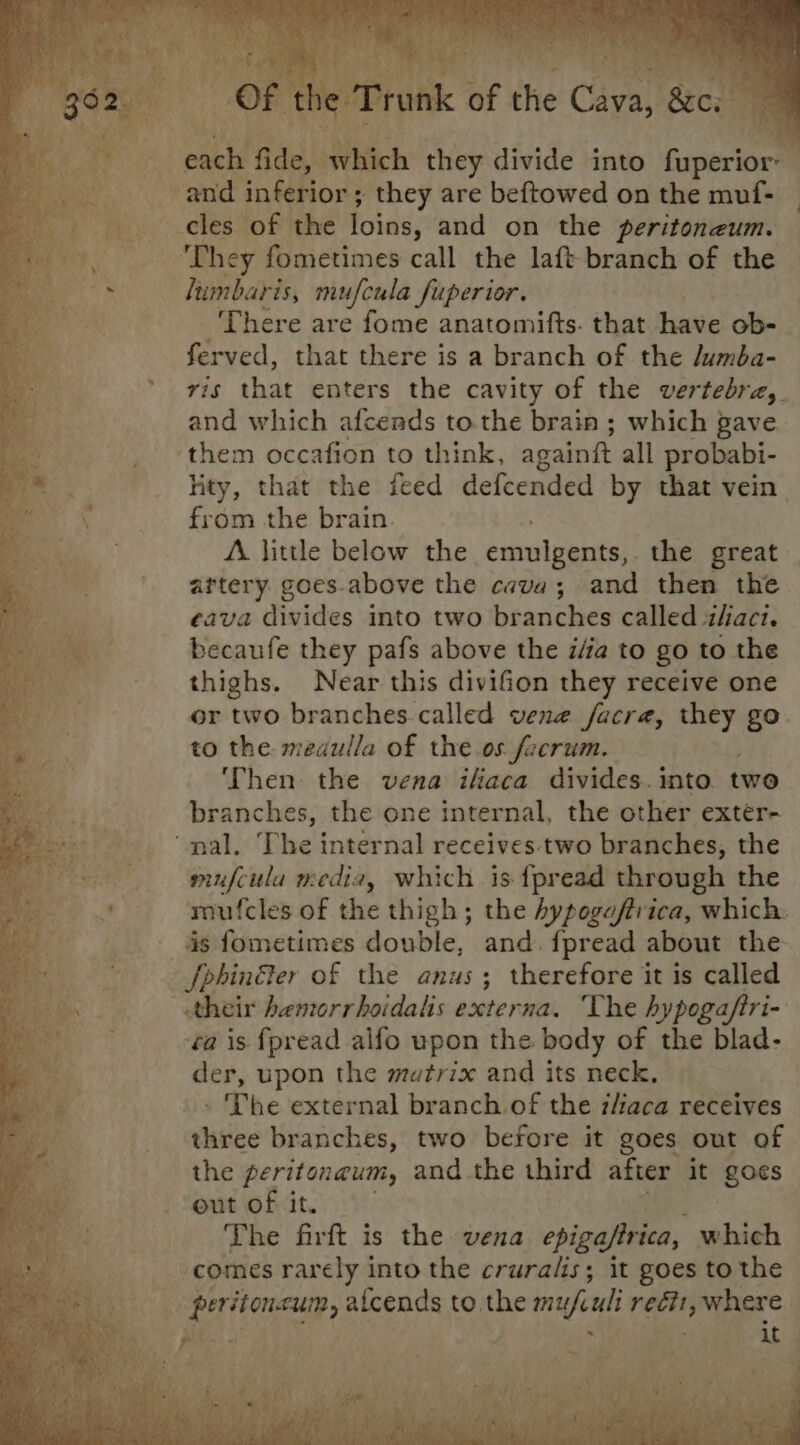 . Tr ak nf the Gate arc. ped ae. Wich they divide into faperior™ cles of the loins, and on the peritoneum. They fometimes call the laft branch of the lumbaris, mufcula fuperior. There are fome anatomifts. that have ob- ferved, that there is a branch of the Jumba- ris that enters the cavity of the vertebra,_ and which afceads to.the brain ; which gave ‘them occafion to think, againft all probabi- lity, that the feed defcended by that vein from the brain. A little below the excslcente the great artery goes-above the cava; and then the eava divides into two brariches called thaci. becaufe they pafs above the i/fa to go to the thighs. Near this divifion they receive one or two branches.called vene facra, they go. to the medulla of the os fecrum. ‘Then the vena ikaca divides. into. two branches, the one internal, the other exter- mufcula media, which is {pread through the mufcles of the thigh; the hypogaftrica, which: is fometimes double, and. fpread about the _fphinGter of the anus; therefore it is called “their hemorrhoidalis externa, The hypogaftri- ‘a is {pread alfo upon the body of the blad- der, upon the matrix and its neck, » The external branch of the i/iaca receives three branches, two before it goes out of the peritonaum, and the third after it gots out of it. The firft is the vena epiga/trica, sabdah; comes rarely into the cruralis; it goes to the