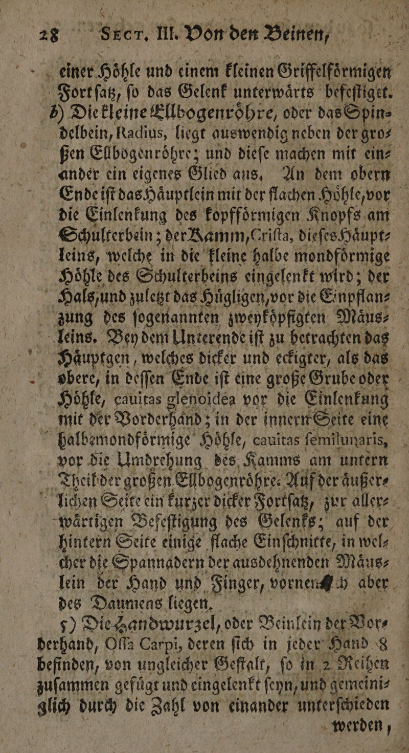 einer Höhle und einem kleinen Griffelformigen j Fort ſatz, fo das Gelenk unterwaͤrts befeſtiget. 7) Die kleine Ellbogenroͤhre, oder das Spin⸗ > delbein, Radius, liegt auswendig neben der gro⸗ ßen Ellbogenroͤhre; und dieſe machen mit ein⸗ ander ein eigenes Glied aus. An dem obern Ende iſt das Haͤuptlein mit der flachen Hohle vor die Einlenkung des kopffoͤrmigen Knopfs am Schulterbein; der Ramm /e rifta, dieſes Haͤupt⸗ | leins, welche in die kleine halbe mondfoͤrmige N Höhle des Schulterbeins eingelenkt wird; der Hals, und zuletzt das Huͤgligen, vor die Einpflans 8 zung des ſogenannten zweykoͤpfigten Maus leins. Bey dem Unterende iſt zu betrachten das Haͤuptgen welches dicker und ecfigter, als das obere, in deſſen Ende iſt eine große Grube oder ‚Höhle, cauitas glenoidea por die Einlenkung mit der Vorderhand; in der innern Seite eine halbemondfoͤrmige Hoͤhle, cauitas femilunaris, ? vor die Umdrehung des Kamms am untern i Theil der großen, Ellbogenroͤhre⸗ Auf der aͤußer⸗ lichen Seite ein kurzer dicker Fortſatz, zur aller⸗ wärtigen Befeſtigung des Gelenks; auf der hintern Seite einige flache Einſchnicte, i in wel⸗ cher die Spannadern der ausdehnenden Maͤus⸗ lein der Hand und Finger, vorne h aber 0 des Daumens liegen. 4 90 Die Handwurzel, oder Beinlein det Vor⸗ / derhand, Olſa Carpi, deren ſich in jeder Hand 8 befinden, von ungleicher Geſtalt, fo in 2 Reiben zuſammen gefügt und eingelenkt ſeyn, und gemeini⸗ glich durch die Zahl von einander unterſchieden 1 n