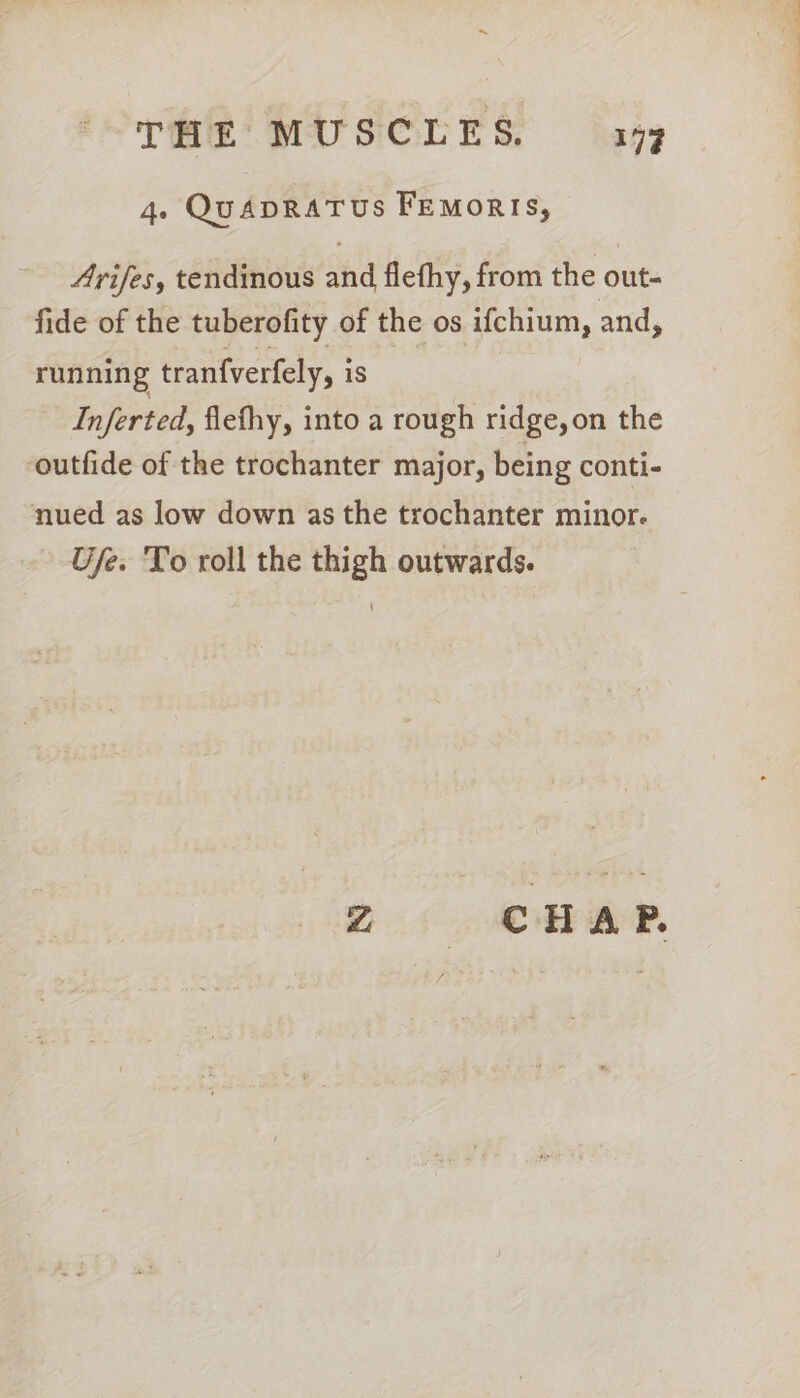 4. QuADRATUs FEMoRIS, Arifes, tendinous and flethy, from the out- fide of the tuberofity of the os ifchium, and, running tranfverfely, iS Inferted, flefhy, into a rough ridge, on the outfide of the trochanter major, being conti- nued as low down as the trochanter minor. Ufe. To roll the thigh outwards. \ Z CHAP.