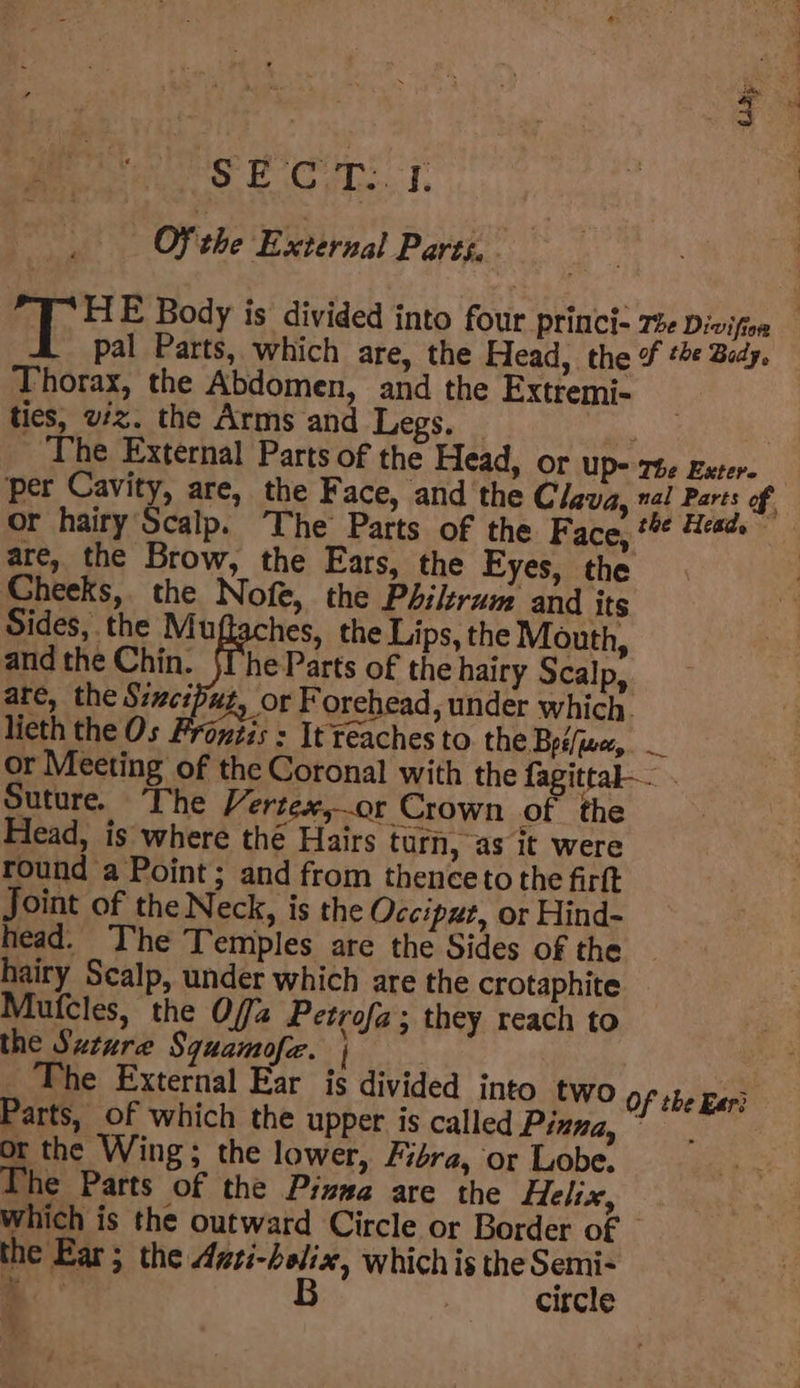 Gi Ray ot OF the External Parts, . an HE Body is divided into four PYINCl- The Divifion _ Pal Parts, which are, the Head, the of #« Bidy. Thorax, the Abdomen, and the Extremi- ties, vz. the Arms and Legs. _ ; . ‘The External Parts of the Head, Of Up- The Exter ‘per eta Clava, “a Bee