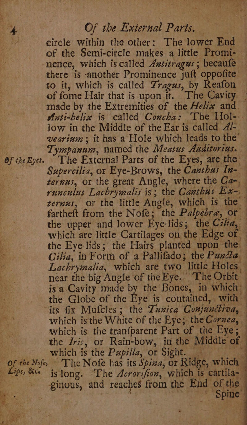 Bee circle within the other: The lower End of the Semi-circle makes a little Promi- — nence, which is called 4ntitragus ; becaufe — there is -another Prominence juft oppofite to it, which is called Zragus, by Reafon of fome Hair that is upon it. The Cavity - made by the Extremities of the Helix and — WAnti-belix is called Cozcha: The Hol-.. low in the Middle of the Ear is called /- vearium ; it has a Hole which leads to the : Tympanum, named the Meatus Auditorius. Of theEyes. The External Parts of the Eyes, are the - | Supercilia, or Eye-Brows, the Canthus In- ternus, or the great Angle, where the Ca-, _ vunculus Lachrymalis is; the Cauthus Ex; | terwus, or the little Angle, which is the fartheft from the Nofe; the Palpebre, or — the upper and lower Eyelids; the Cz/a, which are little Cartilages on the Edge of ~ the Eyelids; the Hairs planted upon the — Cilia, in Form of a Pallifado; the Puncta — Lachrymalia, which are two little Holes ~ near the big Angle of theEye. ‘The Orbit — is a-Cavity made by the Bones, in which the Globe of the Eye is contained, with — its fix Mufcles; the Tunica Conjunctiva, © which isthe White of the Eye; the Corzea, which is the tranfparent Part of the Eye; — the Jris, or Rain-bow, in the Middle of aes which is the Pzpilla, or Sight. iz . Of the Nofe, - The Nofe has its Spiza, or Ridge, which — bps, &amp; istong. “The Acrorifion, which is cartila~ + .ginous, and reaches from the End of the | same.