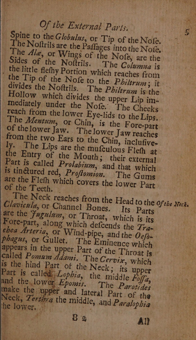 Spine to the Globulus, or Tip of theNof{e. he Noftrils are the Paflages into the N ole, The Ae, or Wings of the Nofe, are the Sides of the Noffrils. The Columua is ‘the little flethy Portion which reaches from the Tip of the Nofe to the Philerum: it — divides the Noftrils. The Philtrum is the. Hollow which divides the upper Lip im- 'Mediately under the Nofe. ‘The Cheeks reach from the lower Eye-lids to the Lips. . The Mentum, or Chin, Of the lower Jaw. The lower Jaw reaches - from the two Ears to the Chin, inclufive- Hy. The Lips are the mufculous Fleth at: the Entry of the Mouth; their external Part is called Prolabium, and that which ‘is tin@ured red, Proftomion. The Gums are the Fleth which covers the lower Part of the Teeth. — | The Neck reaches from the Head to the of the Neck. Claviculg, or Channel Bones. Its Parts : are the Fagulum, or Throat, which js its Fore-part, along which defcends the Tra- hea Arteria, or Wind-pipe, and the Ocfo- phagus, or Gullet. The Eminence which appears in the upper Part of the Throat is called Pomum Adami, The Cervix, which. is the hind Part of the Neck; its upper Patt is callediLophia, the middle foffz, and the lower Epomis. The Parotides Make the upper and lateral Part of the. Neck, Zerthra the middle, and Paralophia he lower... Poe a Bg An