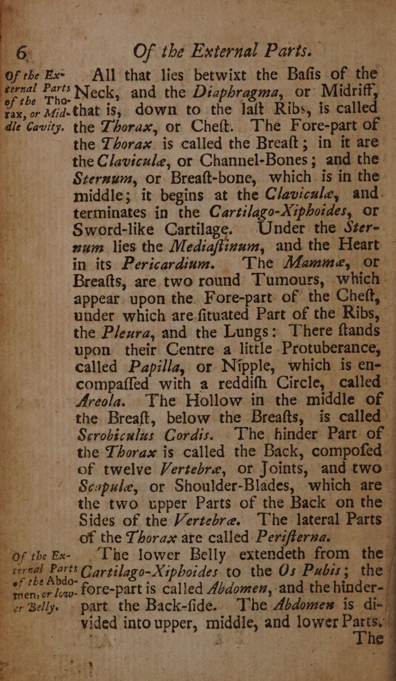 perk. ak Rr that lies betwixt the Bafis of me ternal Parts Neck, and the Diaphragma, or Midriff, hoe Mig. that is, down to the laft Ribs, is called. die Cavity. the Thorax, or Cheft.. The Fore-part of ee the Thorax is called the Breaft; in it are the Clavicule, or Channel-Bones; and the’ Szernum, or Breaft-bone, which is in the Ny middle; it begins at the Clavicule, and. q terminates in the Cartilago-Xiphoides, or Sword-like Cartilage. Under the Ster- % zum lies the Mediaftinum, and the Heart ~ ae in its Pericardium. The Mamme, or ‘ Breafts, are two round Tumours, which — ig appear upon the. Fore-part of the Cheft, ) under which are-fituated Part of the Ribs, ae the Pleura, and the Lungs: There ftands upon their Centre a little Protuberance, — f called Papilla, or Nipple, which is en- — Me compaffed with a reddifh Circle, called 4 : Areola. The Hollow in the middle of © e the Breaft, below the Breafts, is called f: Scrobiculus Cordis. The hinder Part of — of the Thorax is called the Back, compofed a of twelve Vertebre, or Joints, and two a ee Scapule, or Shoulder-Blades, which are — a the two upper Parts of the Back on the — Sides of the Vertebrea. The lateral Parts | of the Thorax ate called Periflerna Of theEx- .'The lower Belly extendeth from the aay Ani Gartilago-Xiphoides to the Os Pubis; the Shen, or cv Fore-part is called Abdomen, and the hinder- er Belly. » part the Back-fide.. The Abdomen is di- ie vided into upper, middle, and lower oe Bog “i on Kae ie &lt;i = er 5 Ree atts he jen 3- eS , ss oa es =&lt; Te ar ‘ he &gt; ‘« ee | Sry