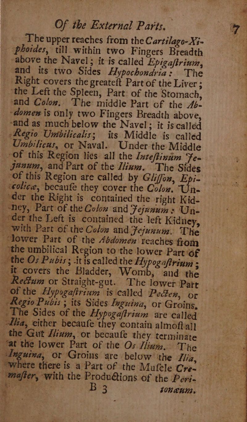The upper reaches from the Cartilago-X;- _ phoides, till within two Fingers Breadth above the Navel; it-is called Epiga/frium, and its two Sides Hypochondria: The Right covers the greateft Part of the Liver ; ‘the Left the Spleen, Part: of the Stomach, and Coloz. The middle Part of the 4s- ~domen is only two Fingers Breadth above, ~and as much below the Navel; it iscalled _ Regio Unibilicalis; its Middle is called Umbilicus, or Naval. Under the Middle -of this Region lies all the luzeftinam Fe- jenum, and Part of the Ilium. The Sides ‘eolice, becaufe they ‘cover the Coloz. Un- ‘der the Right is contained the right Kid- «hey, Part of the Co/oz and Feunum: Un- ‘der the Left is contained the left Kidney, _ with Part of the Coloz and Fejunum. The ‘lower Part of the Abdomen reaches from ‘the umbilical Region to the lower Part of the Os Puébis ; it is called the Hypogaftrium ; it covers the Bladder, Womb, and the ‘of the Aypogaftriam is ‘called Pecten, or Regio Pubis ; its Sides Lnguina, or Groins, The Sides of the Hypoga/trinm are called lia, either becaufe they contain almoftal] the Gut Zium, or becaufe they terminate ‘at the lower Part of the Os Jin. The Tuguina, or Groins are below’ the Tlia, “where there is a Part of the Mufele Cre- —-mafter, with the &lt;5 ranpaes Of the ‘Peri- ¥