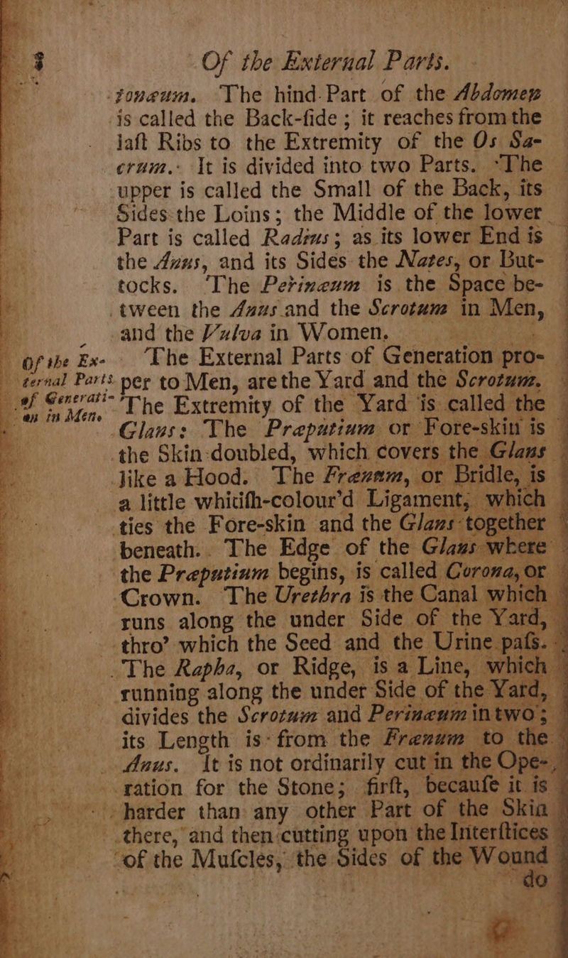 ny. joneum. The hind-Part of the Abdemez is called the Back-fide ; it reaches from the jaft Ribs to the Extremity of the Os Sa- crum.- It is divided into two Parts. ~The upper is called the Small of the Back, its Sides:the Loins; the Middle of the lower _ Part is called Radius; as its lower End is i the 4vus, and its Sides the Nates, or But- — : tocks. The Perinenm is the Space be- — v tween the daus.and the Scrotum in Men, i i and the Vziva in Women. yon Ge, ofthe Ex- The External Parts of Generation pr ternal Parts per to Men, arethe Yard and the Scrotum. : af Cla, Lhe Extremity of the Yard is called the j suns along the under Side of the Yard, _- thro’ which the Seed and the Urine pafs. — The Rapha, or Ridge, is a Line, which © _ sunning along the under Side of the Yard, — divides the Scrotum and Perincum intwo; its Length is-from the Frezum to the _ daus. It is not ordinarily cut in the Ope-_ -.. »&lt;gation for the Stone; firft, becaufe it is — _. + harder than any other Part of the Skia 7 a there, and then cutting upon the Interftices © of the Mufcles, ‘the Sides of the W 3 B . ay ‘ q 4 - 2.4 7 bal