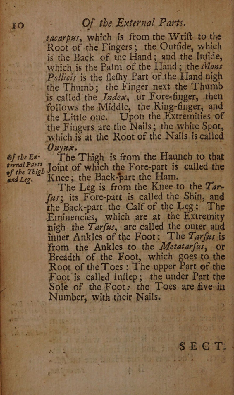 --ggcarpus, which is from the Wrift to the — | Root of the Fingers; the Outfide, which is the Back of the Hand; and the Infide, i ‘which is the Palm of the Hand; the ows :. Pollicis is the flefhy Part of the Hand nigh --. &gt; the Thumb; the Finger next the Thumb — | is called the Index, .or Fore-finger, then — follows the Middle, the Ring-finger, and — the Little one. Upon the Extremities of — : the Fingers are.the Nails; the white Spot, — : ‘whichis at the Root of the Nails is called — Onyux. 44 Of tbkeEs- ‘The Thigh is from the Haunch to that _trralters, Joint of which the Fore-part is called the andLeg. Knee; the Back-part the Ham. 4 ~ The Leg is from the Kneeto the Zar- — fas; its Fore-part is called the Shin, and — the Back-part the Calf of the Leg: The © Eminencies, which are at the Extremity — nigh. the Tarfus, are called the outer and — inner Ankles of the Foot: The Tarfus is — from the Ankles to the MMetatarfus, or Breadth of the Foot, which goes to the Root of the Toes : The upper Part of the Foot is called Inftep; the under Part the Sole of the Foot: the Toes are five-in Number, with their Nails. beri