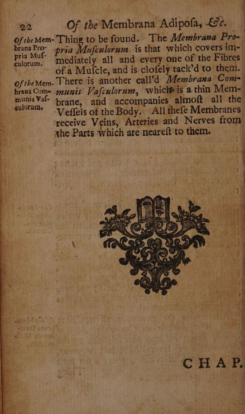 Of theMem- Thing to be found. The Membrana Pro- branaPro- pyia Mufeulorum is that which covers im- pria Muf- Fs Set aca a Filorum. mediately all and every one of the Fibres — 4 ofa Mulcle, and is clofely tack’d to them. — oftheMem- There is another call’d Membrana Com- : branaCom=. yzunis Vafculorum, whict®is a thin Mem- munis Val- brane, and accompanies almoft all the ‘receive Veins, Arteries and Nerves from the Parts which are neareft'to them. Se eee