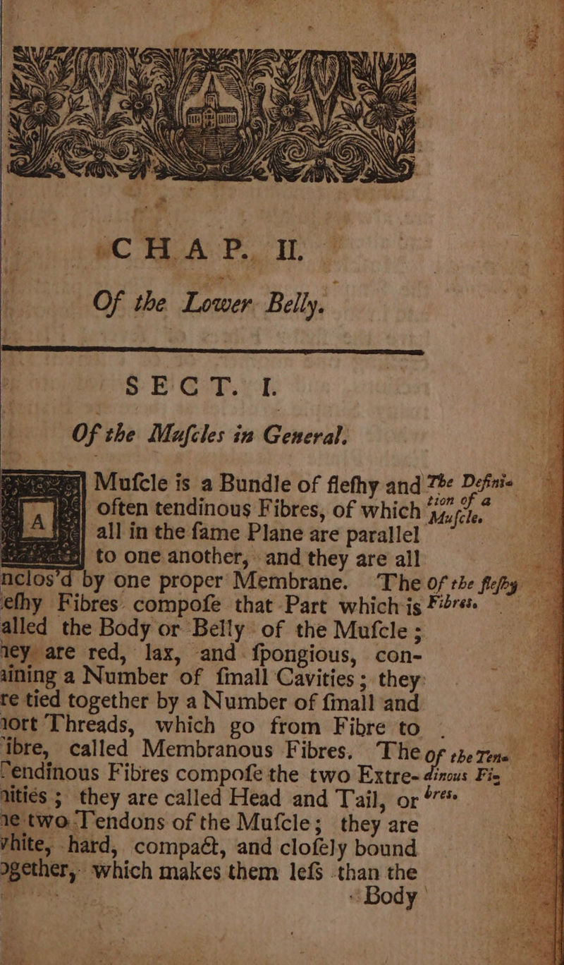 3 Of the Lower Belly, | Bs : SB GRck OF the Mufcles in General. B| Mufcle is a Bundle of flethy and 78 Definite often tendinous Fibres, of which ‘afele. i all in the fame Plane are parallel “a Hj to one another, and they are all es, n by one proper Membrane. ‘The of rhe Sefog efhy Fibres compofe that Part which-is Firé ve alled the Body or Belly of the Mufcle ; wey are red, lax, and {fpongious, con- aining a Number of finall Cavities ; they: te tied together by a Number of finall and ; 1ort Threads, which go from Fibre to - ee ‘ibre, called Membranous Fibres. The of theTine &gt; Pendinous Fibres compofe the two Extre- dinous Fie ities 5 they are called Head and Tail, or 4” 1e two Tendons of the Mufcle; they are vhite, hard, compaét, and clofely bound agether, which makes them lef§ than the ia Body’ ition. .