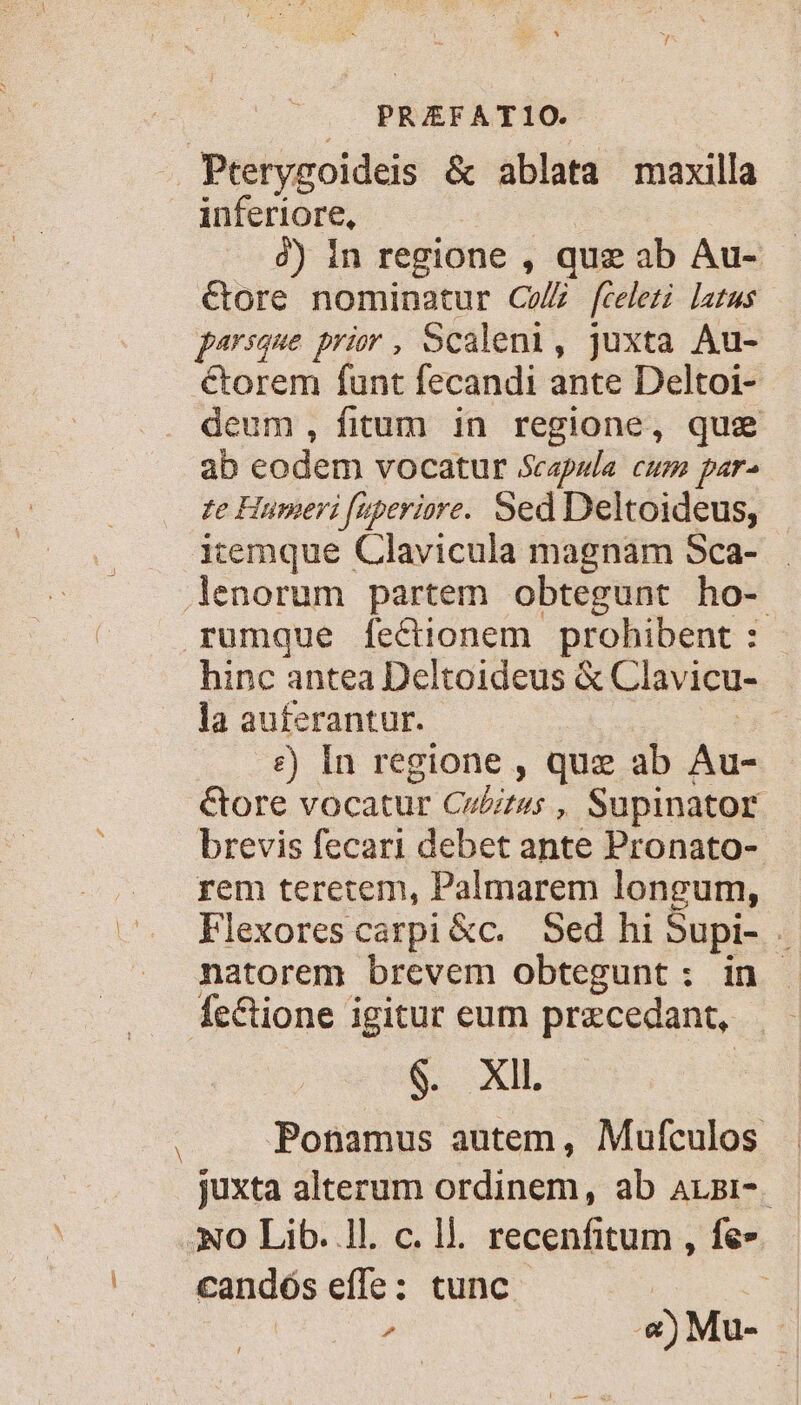 Pterygoideis &amp; ablata maxilla inferiore, | 4) In regione , quz ab Au- &amp;ore nominatur CZ [fteleri latus persque prior , Scaleni, juxta Au- &amp;torem funt fecandi ante Deltoi- deum, fitum in regione, que ab eodem vocatur Scapula cum par^ ze Humeri fuperiore. Sed Deltoideus, itemque Clavicula magnam Sca- lenorum partem obtegunt ho- rumque fectionem prohibent : : hinc antea Deltoideus &amp; Clavicu- la auferantur. e) In regione , qua ab Au &amp;ore vocatur Cu//rss , Supinator brevis fecari debet ante Pronato- . . fem teretem, Palmarem longum, ^. Flexorescarpi&amp;c. Sed hi Supi- . natorem brevem obtegunt : in Íc&amp;ione igitur eum pracedant, $. XIL Ponamus autem, Mufculos juxta alterum ordinem, ab ALBi-. No Lib. 1l. c. ll. recenfitum , fe» ' . €andós effe: tunc - | | | ^ «)Mu- | N