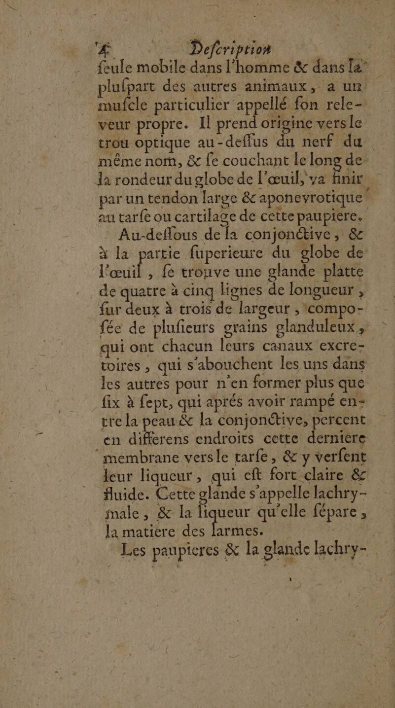 La Defcription # feule mobile dans l’homme &amp; dansiæ” plufpart des autres animaux, a un | mufcle particulier appellé fon rele- veur propre. Il prend origine versle trou optique au-deffus du nerf du même nom, &amp; fe couchant le long de la rondeur du globe de l'œuil, va finir par un tendon large &amp; aponevrotique d au tarfe ou cartilage de cette paupiere. Au-deffous de [a conjonctive ; &amp; à la partie fuperieure du globe de l'œuit , fé trouve une glande platte de quatre à cinq lignes de longueur , fur deux à trois de largeur , 'compo- fée de plufieurs grains glanduleux,, qui ont chacun leurs canaux excre- toires , qui s'abouchent les uns dans Îcs autres pour n’en former plus que fix à fept, qui aprés avoir rampé en- tre la peau &amp; la conjonctive, percent cn differens endroits cette dernicre ‘membrane versle tarfe, &amp; y verfent leur liqueur, qui eft fort claire &amp; fluide. Cette glande s'appelle lachry- male, &amp; la Ë ueur qu'elle fépare, la matiere des font Les paupicres &amp; la glande lachry-