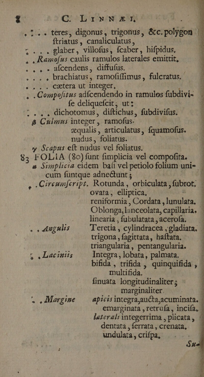 * E Ang ulis $ .Laciauts . .Margine ovata, elliptica, reniformia , Cordata , lunulata. Oblonga, lanceolata, capillaria. | linearia , fubulatata , acerofa. trigona , fagittata, haítata. triangularia, pentangularia. Integra, lobata, palmata. multifida. emarginata , retrufa, inciía, lateral: integerrima , plicata , dentata , ferrata , crenata, undulata , crifpa, MEER LACAN TUN m o NEN CM T c zrudrcdi ? -