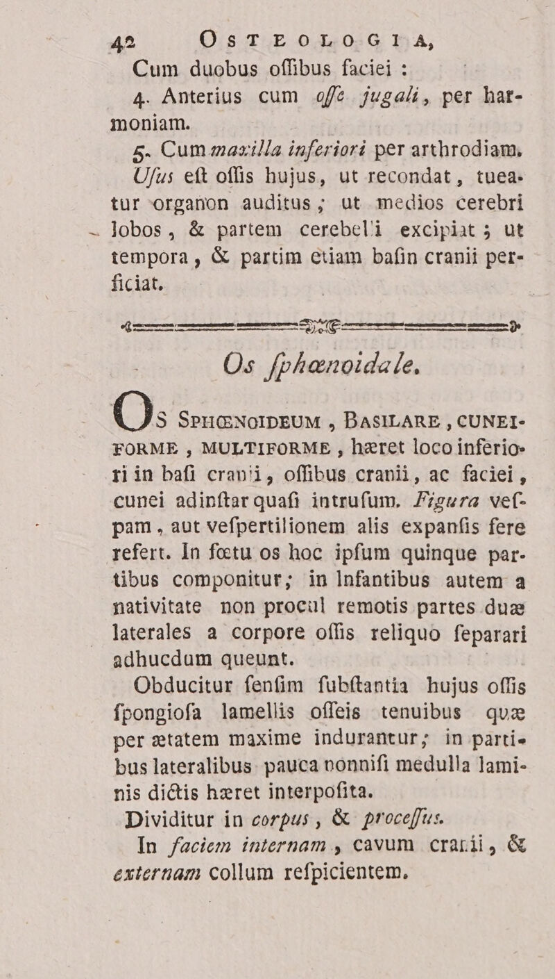 Cum duobus offibus faciei : 4. Anterius cum offe. jugali, per hat- moniam. 5. Cum zaxilla inferiori per arthrodiam, Ufus ett offis hujus, ut recondat, tuea-. tur organon auditus ; ut medios cerebri . lobos, &amp; partem cerebeli excipiat 5 ut tempora, &amp; partim etiam bafin cranii per- ficiat. e(] omm a t Os fphanoida(e, ev, -€)es a À——ÀÀ Q; SPH(ENOIDEUM , DASILARE , CUNEI- FORME , MULTIFORME , hzret loco inferio. riin bafi cranii, offibus cranii, ac faciei, cunei adinftar quafi intrufum. Z7sura vef- pam, aut vefpertilionem alis expanfis fere refert. In foetu os hoc. ipfum quinque par- tibus componitur; in Infantibus autem a nativitate non procul remotis partes duz laterales a corpore offis reliquo feparari adhucdum queunt. Obducitur fenfim fubftantia hujus offis fpongiofa lamellis offeis tenuibus quz per statem maxime indurantur; in parti. bus lateralibus. pauca vonnifi medulla lami- nis dictis hzret interpofita. Dividitur in corpus , &amp; proceffus. In faciem internam , cavum crarii, &amp; externam collum refpicientem.