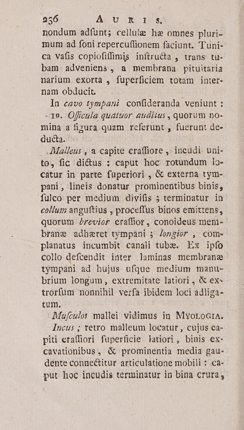 25 AxUGE 168 nondum adfünt; cellule ha omnes pluri- mum ad foni repercuflionem faciunt. Tuni- ca vafis copiofiffimis inftructa , trans: tu- bam adveniens , a membrana pituitaria narium exorta , fuperficiem totam inter- nam obducit. In cavo tympani confideranda veniunt : -19. Officula quatuor auditus , quorum no- mina a fixura quam referunt , fuerunt de- ducta. AMalleus ,'a capite craffiore ,-incudi uni- to, fic di&amp;us : caput hoc rotundum 1o- catur in parte füperiori , &amp; externa tym- pani, lineis donatur prominentibus binis, fulco per medium divifis 5 terminatur in collum anguftius , proceffus binos emittens, quorum Zrzevior crafhor, conoideus mem- brane adheret tympàni 5. /ozgior , come planatus incumbit canali tube. Ex ipfo collo defcendit inter laminas membranz tympani ad hujus ufque medium manu- brium longum, extremitate latiori , &amp; ex« trorfum nonnihil vezfa ibidem loci adliga- tum. | Mu/culot mallei vidimus in MyoroGia. Incus ; tetro malleum locatur, cujus ca- piti eraffiori fuperficie latiori, binis ex- cavationibus, &amp; prominentia media gau- dente connectitur articulatione mobili : .ca- put hoc incudis terminatur in bina crura,