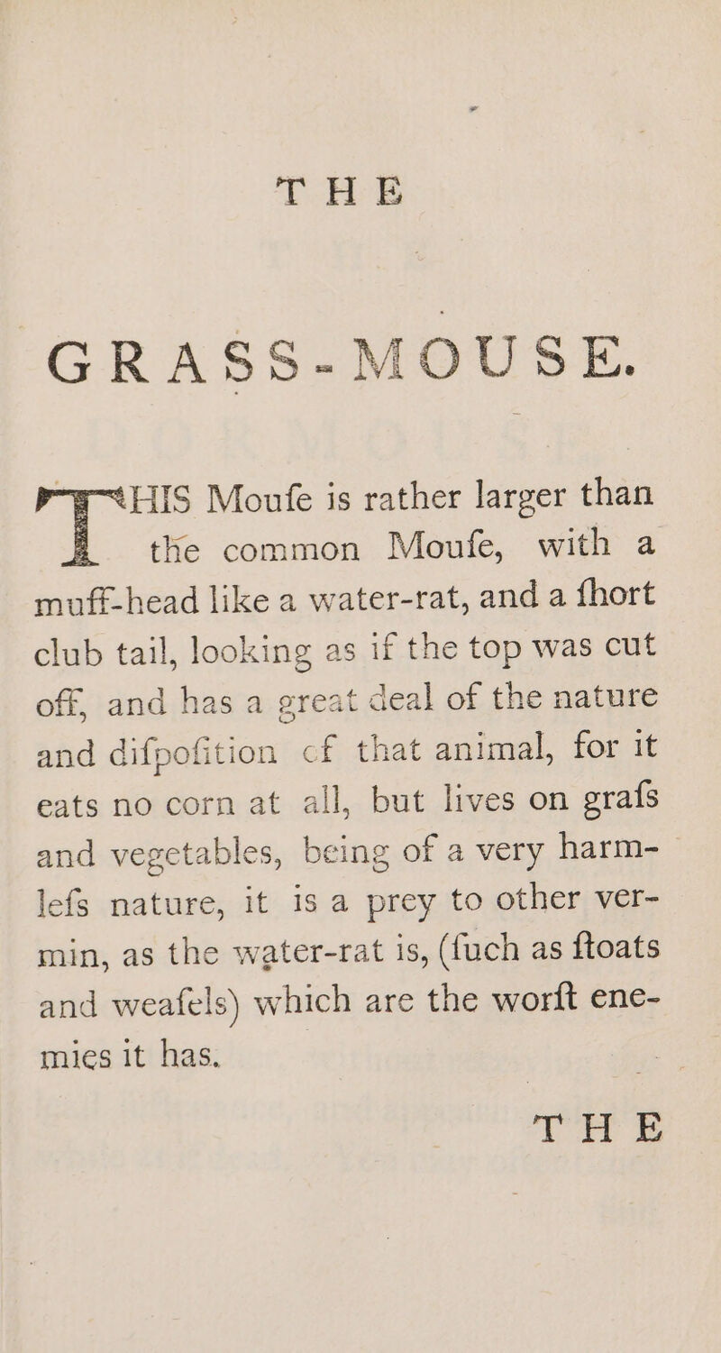 GRASS-MOUSE. “FHIS Moufe is rather larger than E =the common Moufe, with a muft-head like a water-rat, and a fhort club tail, looking as if the top was cut off, and has a great deal of the nature and difpofition cf that animal, for it eats no corn at all, but lives on grafs and vegetables, being of a very harm- lefs nature, it is a prey to other ver- min, as the water-rat is, (fuch as ftoats and weafels) which are the wort ene- mies it has. Tat