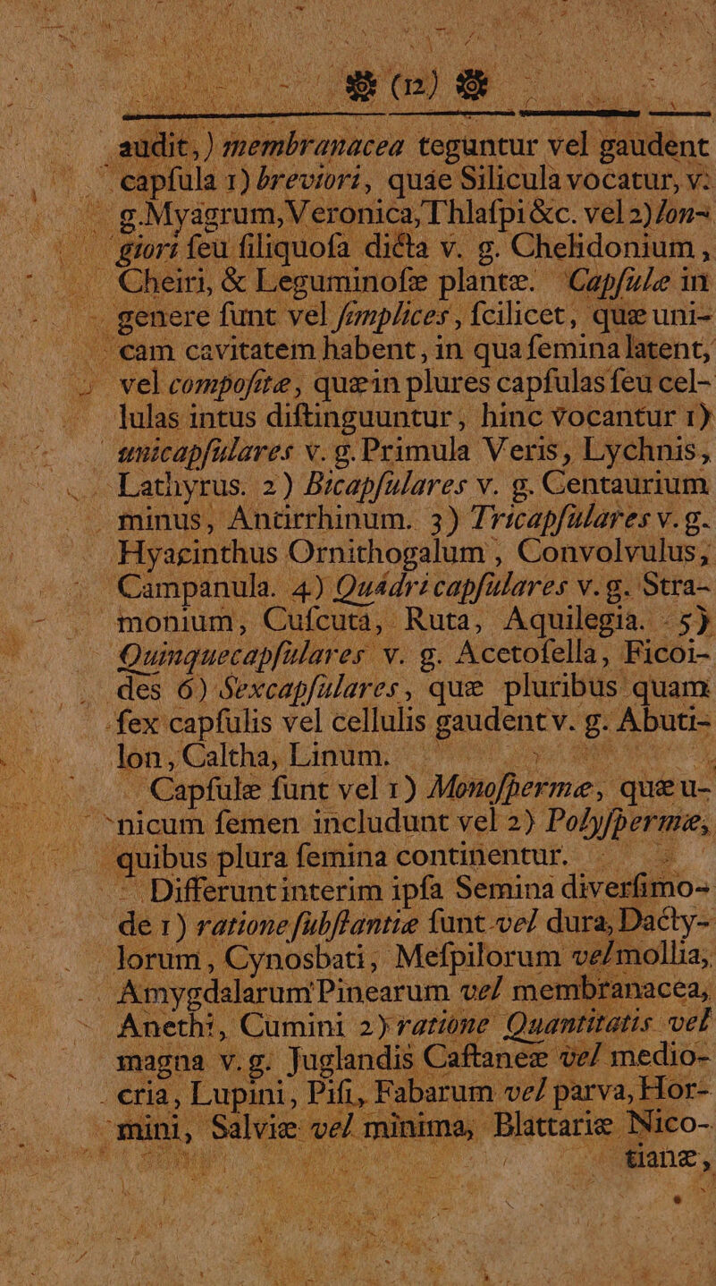 Rope EO aia er eec SEM S d ? EV iiio: AUR ilit lulas intus diftinguuntur, hinc vocantur 1)  quibus plurafemina continentur — - nosbati, Mefpilorum 7 Aneth:, Cumini 2)ratime Quantitatis vel magna v.g. Juglandis. Caflanez- vel medio-