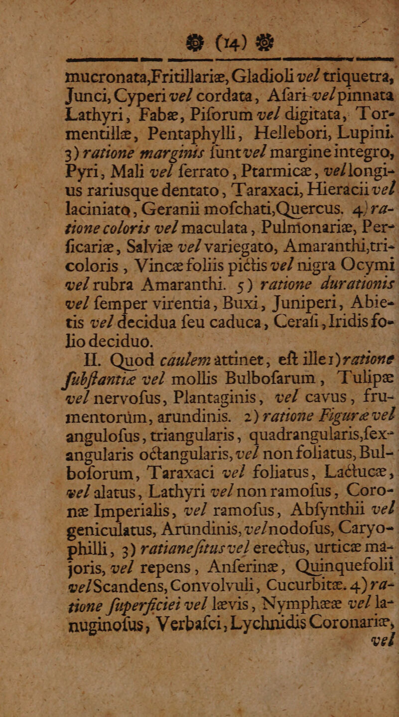 ^ Js &amp; 0079 nucronata;Fritillarie, Gladioli ve/ triquetra, Junci, Cyperi ve/ cordata, Afarr-ve/pinnata Lathyri, Fabe, Piforum ve/ digitata, 'lor- mentülle, Pentaphylli, Hellebori, Lupini.: 3) ratione margimts iuntvel margine integro, Pyri, Mali ve ferrato , Ptarmicz , ve/longi- 'us rariusque dentato , 'l'araxaci, Hieracii veZ. - laciniato, Geranii mofchatiQuercus, 4j7z- tione coloris vel maculata , Pulnionarie, Per- ficarie , Salvie ve/ variegato, Amaranthi;tri- coloris , Vince foliis pictis ve/ nigra Ocymi - gel rubra Amaranthi. 5) rarione durationis vel femper virentia, Buxi, Juniperi, Abie- tis ve] decidua feu caduca, Cerafi,1ridis fo- lio deciduo. ! dE CM CEA II. Quod caue attinet ; eft ilex) ratione Jubflantie ve] mollis Bulbofarum , Tulipe vel nervofus, Plantaginis, ve/ cavus, fru- mentorüm, arundinis. 2)ratione Figure vel angulofus, triangularis , quadrangularis,fex- angularis octangularis, ve/ non foliatus, Bul-- boforum, 'Taraxaci ve/ foliatus, Lactuce, vel alatus, Lathyri ve/ non ramofus, Coro- ne Imperialis, ve/ ramofus, Abfynthii ve/ geniculatus, Aründinis, ve/nodofus, Caryo- philli, 3) ratianefitus ve] erectus, urticee ma- joris, ve/ repens, Anferinz, Quinquefolii velScandens, Convolvuli, Cucurbite. 4) ra- tione fuperfictei vel levis, Nymphae ve/ la- - nuginofus, Verbaíci; Lychnicis Coronarre, vel : cmesusee temen Li