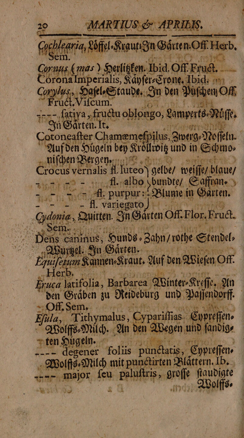 | Quel [E iir OR ex Corus (mas ) Satitfen. Ibid. Off. Frudl. met oed de eS VA bid: m s Saco pafelGtaube,. Ju pen 3Pufigen Off; ruct.Vifcum 5H | ;--- fatiya ;frudu oblongo, a m tél (fé. - Sn Orten. It. noon Cotoneafter Chamemefpi lus, ame tefelu. 9tuf ben S9ügeln bey) Sli uno in. isse vifdben Sergem;; i0 un : Crocus vernalis Li Tàteo) m tveiffe/ blaue/ | ipt f m - 1g fl..albo y eumbter, Kaffran, 3 2T Tum Via iUud &amp;Blume in Garten. b aseigd i variegato J. b um [oo Quitter. An Gar ten Off Flor. Fruà. ; P i NS kde unie. Babn/s nitbe tibi i Epi afe M Eia Same aut, Wi maii Oft Pis. lacifolia, Barbarea | iSínter- 5n effes 8m ben Giráben su Otribeburg unb Shapjenborff. | lc :. Off. Sem, Mert Ela, A. ithymalus, daas 2 3n. 1 io E totis E. atis, Épprefien» m. uitia mit punctirten 38áttern. Ib. - major feu. msi e fíaubigte ,. elf» 78 RS Cingile dun en c ram ui i fanoigr * ^a JJ EN