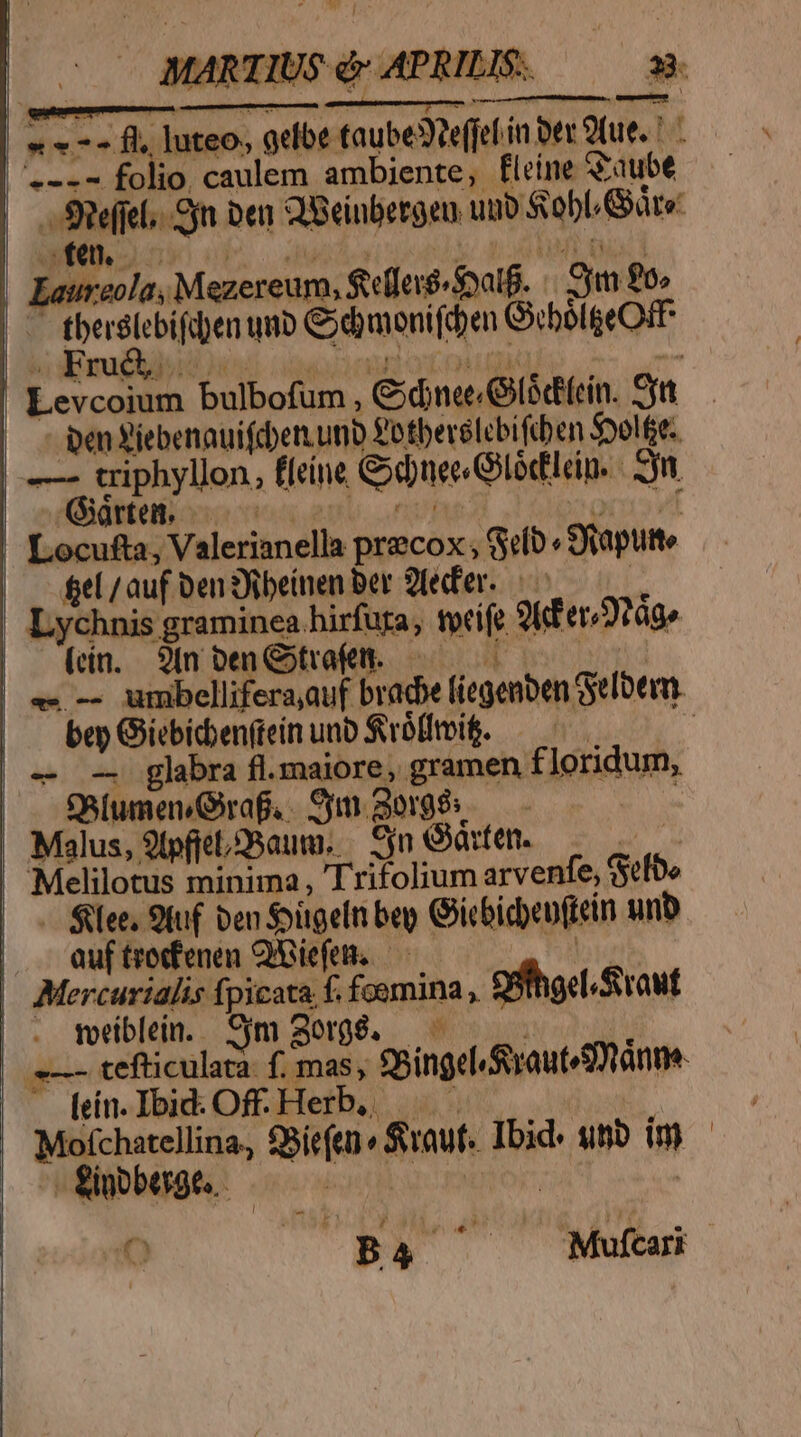 MARTIUS GE APRIJSO — 03 « * - - fl, luteo, gelbe taubeSveffef in Dev 9(ue. ' | .--- folio. caulem ambiente, fleine Graube —|Sefel.. yn Den Qieinbergeu uno Sob. Gre: E--« | : | Laureola, Mezereum, Selleré Soa. sym $0» | — tberslebifiben unb Cody monifiben GbolgeOff Levcoium bulbofum , &amp;dnee Gsdein. en . pen Yiebenauifcber. unb £otberelcbiftben Syolfe: — triphyllon, ffeine &amp;5dneeGlódluin. | yn. Abtei oso eso, inve? acia vt ' Locufta, Valerianella precox , Gelb « SRaputte | del/auf Den Xbeinen ber 2fefer. 2 | Lychnis graminea.hirfuga, tcife 9Fer2?ug» | (dn. 9fnbenGtoft. — 07 0. «e. -- umbellifera,auf bracbe fiegenben Seloem. bey Giebicbenftein uno Srb(fmig. — —— | | - -- glabra fl.maiore, gramen floridum, . Salumen/ Graf, S morgis — zn Malus, 9tpfel28anm. Syn Orten. —— | Melilotus minima, Trifolium arvenfe, Sefbe -— See, 9tuf Den Sottgeln beg Gicbicen(tein unb |. euftrecfenen Qiefen..— | | Moercurialis fpicata f. foemina ,. 9ffhgel.Sraut |. mebleim. Sym Sorg&amp;. — ^ | ju e—- tefticulata. f. mas, *8ingel. Saut anne — fein. Ibid: Off. Herb, M Mofchatellina, 98íefen« rout. Ibid. sino im c -( ginbberge. ub nc uror | D. bo Wu