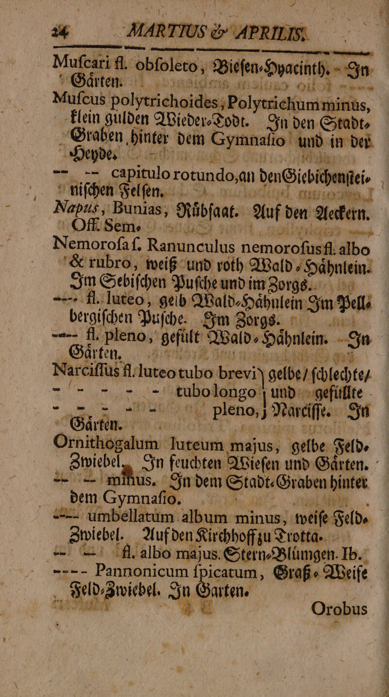  MART. Mufcari m obolero; Dil Duaci ja 99 ^ Qrten. IT. 2j IM ITIB d 3 US Qi Hgpomsee- Mufcus polytrichoides; Polytriclium minüs, Elein gülben Q'Bieber root. cin ben C»tabte edd ínter bem Gymnalio nb in b ee Lll nifben Selen, — T ifi AnaL r eme 035 LR - me Nemorofa f, fase cuius petunt albo &amp; rubro, ioci unb votb ol ^übntein: eme Ssebifd)en SPufcbe unb im orga... bergifcben uj de. Sym Sorgs. Gátmn, ——- dict Narciffus RI luteo bala brevi gelbe] (bledte/ LII au longo unb --gefíflte BENT m K p J hifi. Ni Qm. —— Ornithogalum - sinh majus, gelbe Seb» -- - mius, jn bem Gtabt«Oiraben bíntet. (em Gymnafio. |. - s LAN tvlebel. — fuf ben Süircbboffgu Grotta» — o9 V2) Tfl albo majus. &amp;tern/Slümgen. Ib. ---- Pannonicum fpicatum, Grof « 2Svife seb toiebel. n pue , *4 A Orobus