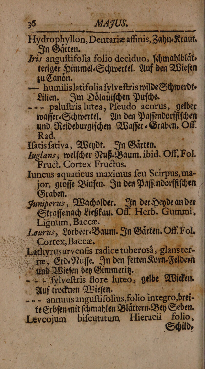 Hydro; Hydrophyllon, Dentarie af finis, San», Sn Orten, F ap p anguftifolia ia alaus, d viblbtáb | feriger Somme Gdmertel. pn bm Bien iu anón..- . lien. - SE Slauiffes ufbe. — ——. toaffer «Gydymertet. 2(n ben SBaffenborffifcben v am besten, Stoffe ERR, ud Me fativa, QGeyot. Syn Gà tens Tuglans wotl fiber SoubiBaum. ibid. Off Fol Fru&amp;, Cortex Fructus. Iuncus aquaticus maximus feu Scirpus, ma- jor, 9rofje SSinfen. Jn bat SARIDURRINNR 4 Graben... |  Juniperus , cppadjolber. Cyn ber Ye Gitraffenac £ieffau. a s ^l T Lignum ,Bacce) GC durer , $orbeer aum. Sjn € Cortex Bacce. —— | | i i j atl iyrusarvenfis dfe Eon dii Lh n ben fetten Sor 3iefen bet Gimmerig. | . SQuf trofnen Qeiefe.——— Vn -»- annuusanguftifolius,folio integr: - fe Grbfen mit (ómablen 99láttern-28ep Geben. Levcojum bifcycstum Hieracii folio, | €dilo