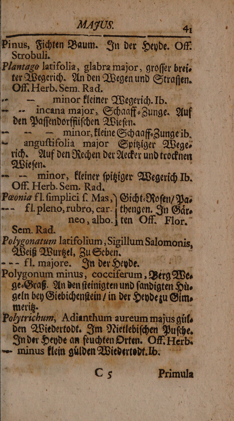 ARS Maus DUDANAT ui Sic jin sum. S ber j m $a Of. ; 4g latifolia, glabra hadjor; groff er bteis ) Begerid.- 2n t Qibegen unb Shin. Off Herb. Sem. Rad d |. minor feiner qiegerid. Ib. ^ -- incana major, CXdaaffe unge. uj ben Daffenborffifiben Q'Diefen. —— | - --. -—. minor, fleíne &amp;xbaafpgunge ib. * angufüfolia major (Cpí&amp;íger CfBeges - vid. 9uf oen iecben ber (eder unb trocfnes - Qgiejn.- 4  —— .« minor, feiner (pi&amp;tger CDGe et Off. Herb. Sem. id MONS ds fl. fimplici f. Mas; Gidt/SOOofe ae E l b aisi rubro, car- Ja oi 9t Gre Lun albo. ii (en S Fir mei. i niis ^ * Béyaricbusli hid nthum at cEORICE t ietlebi noe 5 an peu [ -- minus ficin gülben dene. ' CT Primula