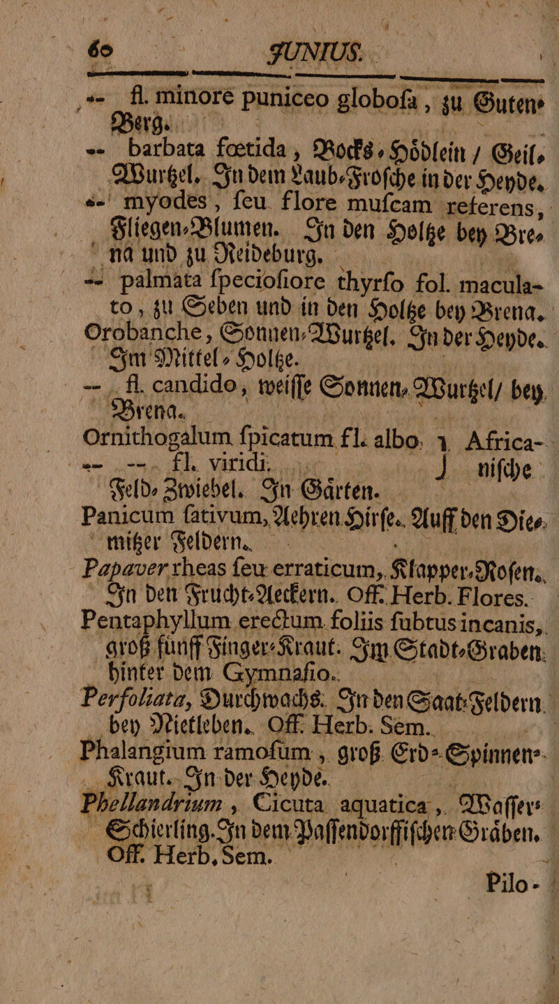 j 2i dii minore puniceo globofa m qom SStrg. - barbata foetida ) Doré « obblein / Gif, QiSur&amp;el.. Siu bem Paubsrofdbe in ber epbe,. s-' myodes , feu. flore mufcam referens, — fliegen &amp;Bumen. Cfa Den. Soelge ben $8rts fd unb ju Dieibeburg, - | palmata fpeciofiore thyrfo fol. macula- to, £u Coeben unb ín Den Poole bep Sirena, Orobanche, Conuen 2 Burfe[, Su ber$oepbe. TNT amittet. S»olfe. . f. candido, tecí(fe Coonuem. Burfst/ bey. ^ SBrena. Ornithogalum fpicatum. fl.albo. 1 Africa- ow os El viridis ] uifbe Gelb» 2roiebel, 9yn Giárten. Panicum fativum, 2febren. infe. 2fuff be Sie. mi&amp;er Gelbern, — Papaver. rheas feu erraticum,. fiapper, eX ofett., On Det rud)t9Lecfern.. Off; Herb. Flores. Penta hyllum erectum foliis fubtus incanis,. dot funfr S Singerefraut. Sjm Citabt«Graben. binfer bem CUBA 10. Perfoliata, 8yurdymads. Site Giant Silber. ben 3Xtietleben., Off. Herb. : Phalangium ramofum , ps C rb innen» Svaut.- Sn ber Spic. | Phbellandrium A Cicuta aquatica ,. SfBoffev | biting. On bem ulbaborio (rdben, 1 Off. Herb, Sem. bu lo--