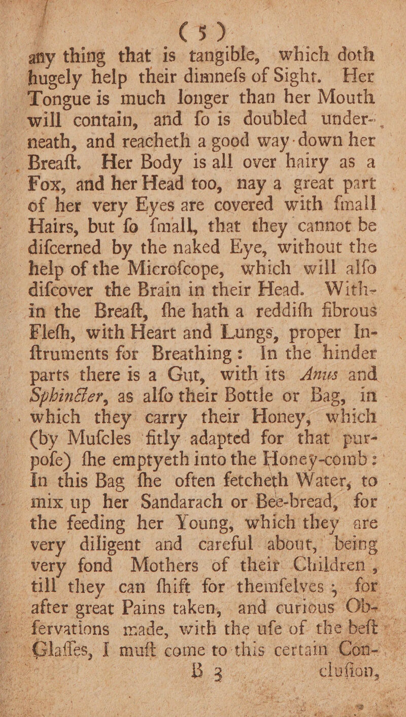 ae : @fy thing that is tangible, which doth — hugely help their dimnefs of Sight. Her ‘Tongue is much longer than her Mouth - will contain, and fo is doubled under-: neath, and reacheth a good way: down her __ Breaft, Her Body is all over hairy as a _ Fox, and her Head too, nay a great part . of her very Eyes are covered with finall _ Hairs, but fo fmall, that they cannot be _ difcerned by the naked Eye, without the help of the Microfcope, which will alfo difcover the Brain in their Head. With- » - inthe Breaft, fhe hatha reddifh fibrous Flefh, with Heart and Lungs, proper In- ftruments for Breathing: In the hinder parts there is a Gut, with its Anus and _ Sphinéer, as alfo their Bottle or Bag, in _. which they carry their Honey, which (by Mufcles fitly adapted for that pur-— _ pofe) the emptyeth into the Honey-comb: In this Bag fhe often fetcheth Water, to - mixup her Sandarach or Bee-bread, for | _ the feeding her Young, which they are very diligent and careful about, being very fond Mothers of their Children, — till they .can fhift for themfelyes, for after great Pains taken, and curious Ob- _fervations made, with the ufe of the belt» Glaffes, I muf come to this certain Con-.~ &gt;a es yt, 4 ee) OR a a Eh aid Pt Parca oie SSN mms hate NER Pikes ¢) See Wateeync! sat heen ve &gt; AMA