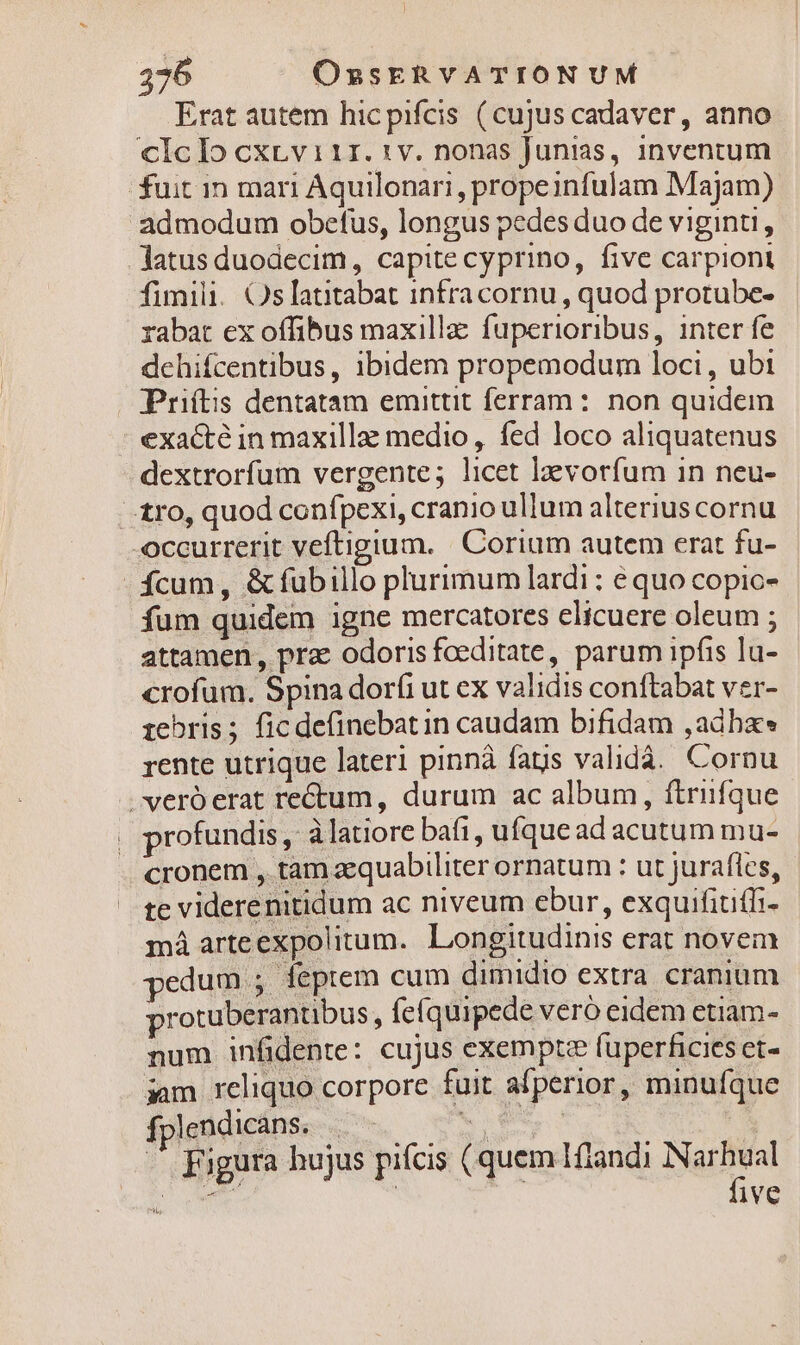 Erat autem hic pifcis (cujus cadaver, anno ciclo cxrviir.:v. nonas Juntas, inventum fuit 1n mari Aquilonari,, propeinfulam Majam) admodum obefus, longus pedes duo de viginti, .Jatus duodecim, capite cyprino, five carpiont fimili. Oslatitabat infracornu , quod protube- rabat ex offibus maxilla fuperioribus, inter fe dehifcentibus, ibidem propemodum loci, ubi . IPriftis dentatam emittit ferram: non quidem exacté in maxillae medio , fed loco aliquatenus dextrorfum vergente; licet lavorfum in neu- -. £ro, quod confpexi, cranio ullum alterius cornu occurrerit veftigium. |. Corium autem erat fu- - ícum, &amp;ífubillo plurimum lardi : equo copic- fum quidem igne mercatores elicuere oleum ; attamen, pra odoris foeditate, parum ipfis lu- crofum. Spina doríi ut ex validis conftabat ver- 1iebris; fic definebat in caudam bifidam ,adbz» rente utrique lateri pinnà fags validá.. Cornu vero erat rectum, durum ac album, ftrifque . profundis, àlatiore bafi, ufque ad acutum mu- cronem , tam aequabiliter ornatum : ut jurafles, te viderenitidum ac niveum ebur, exquifiuffi- má arteexpolitum. Longitudinis erat novem pedum ; feptem cum dimidio extra cranium protuberantibus , fcíquipede veró eidem etiam- num infidente: cujus exempte fuperficies et- iam reliquo corpore fuit afperior, minufque folgdducdnse-. m. v iy s E NS - Figura hujus pifcis (quem 1flandi IN uim x UMME | ive