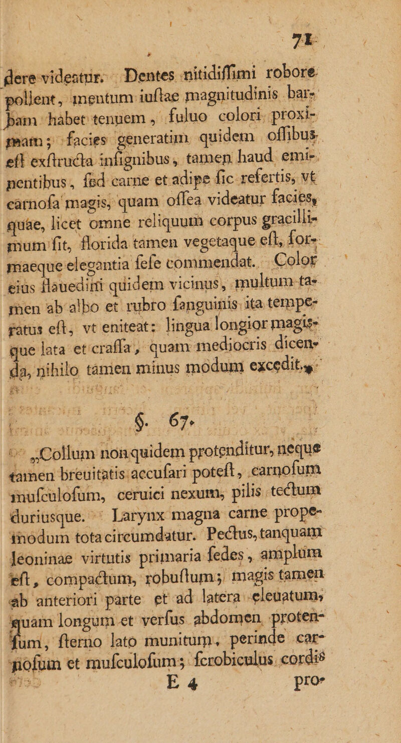 DTE, gere videatur... Dentes. mitidiffimi robore pollent, mentum iuflae magnitudinis bar- Jam habet tengem ,' fuluo. colori, pr up peam ; facies generatim quidem. offibus. efl exftrucla infignibus, tamen haud. emi-. pentibus, fed carne et adipe fic refertis, vt cárnofa magis, quam offea videatur faciesy quae, licet omne reliquum corpus gracilli mum fit, florida tamen vegetaque el doi miaeque elegantia fefe commendat... Color ius flauedirti quidem vicinus, multum ta« rhen ab albo et rubro fanguis. ita tempe gatus eft, vt eniteat: lingua longior magie que lata et'cr affa, quam mediocris dicens - da, nihilo tàmien minus modum excedit. - ^^ «Collum non quidem protenditur, neque tamen breuitatisaccufari poteft, .carnofum xnufculofum, ceruici nexum; pilis. tectum duriusque. ^ Larynx magna carne prope- inodum totacireumdatur. Pectus, tanquam léoninae virtntis primaria fedes , amplum ift, compactum, robuítum; magis tamen «b anteriori parte et ad latera .eleuatum; p^ longum.et verfus. abdomen. proten- fum, flerno lato munitum. perinde car- giofum et mufculofums fcrobiculus. cordis ET E 4 pro* PTS 33.