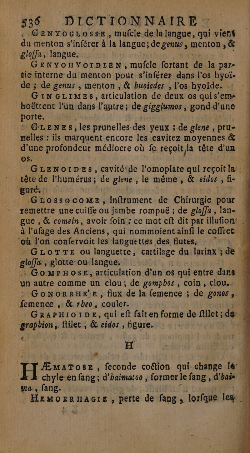 GENYOGLOSSE, mufcle dela langue, qui vient du menton s 'inférer à la neue a meuton ,& ' gloffa, langue. J GENYOHYOIDIEN, mufcle orent de la pare tie interne du menton pour s'inférer dans l'os hyoi- . de ; de genus , menton , & buoiedes , l'os hyoide. GINGLIMES, articulation de deux os qui s'em» boëttent l'un dans l'antre; de giggiumos , sonsiiane porte. GLENES, les prunelles des yeux ;.de glene , pru- nelles : ils marquent encore les cavitez moyennes & d’une rur médiocre oü fe recoit Ja tête d'un — OS. W GLENOIDES, cavité'de l'omoplate qui recoitla: | tête de l'humérus ; de glene , le méme , & eidos , fi- guré | Grossocomws,inílrument de Chirurgie pour remettre une cuifle ou jambe rompué ; de glofJa , lan- gue , & comein , avoir foin : ce mot eft dit par illufion: . àl'ufage des Anciens, qui nommoientainfi le coffret « ‘où l'on confervoit les languettes des flutes. GLOTTE ou languette, cartilage du larinx ; de gh[ja , glotte ou langue, : GoMPHOSE, atticulation d'un os qui entre dans wn autre comme un clou; de gompbos , coin, clou... GoNORREE'E, flux de la femence ; de g0n0$,. — femence , & rbeo, ifion GRAPHIOIDE, qui eft fait en forme de ftilet ; de: grapbion ,. ftilet , & eidos , figure. i H k^ » ÆMaATOosE , feconde co&ion qui-change lé chyle-en fang; d’haimatoo , former le fang , d'bai* ta, fang. HemORR HAGIE , perte de fapg , lorfque leg a