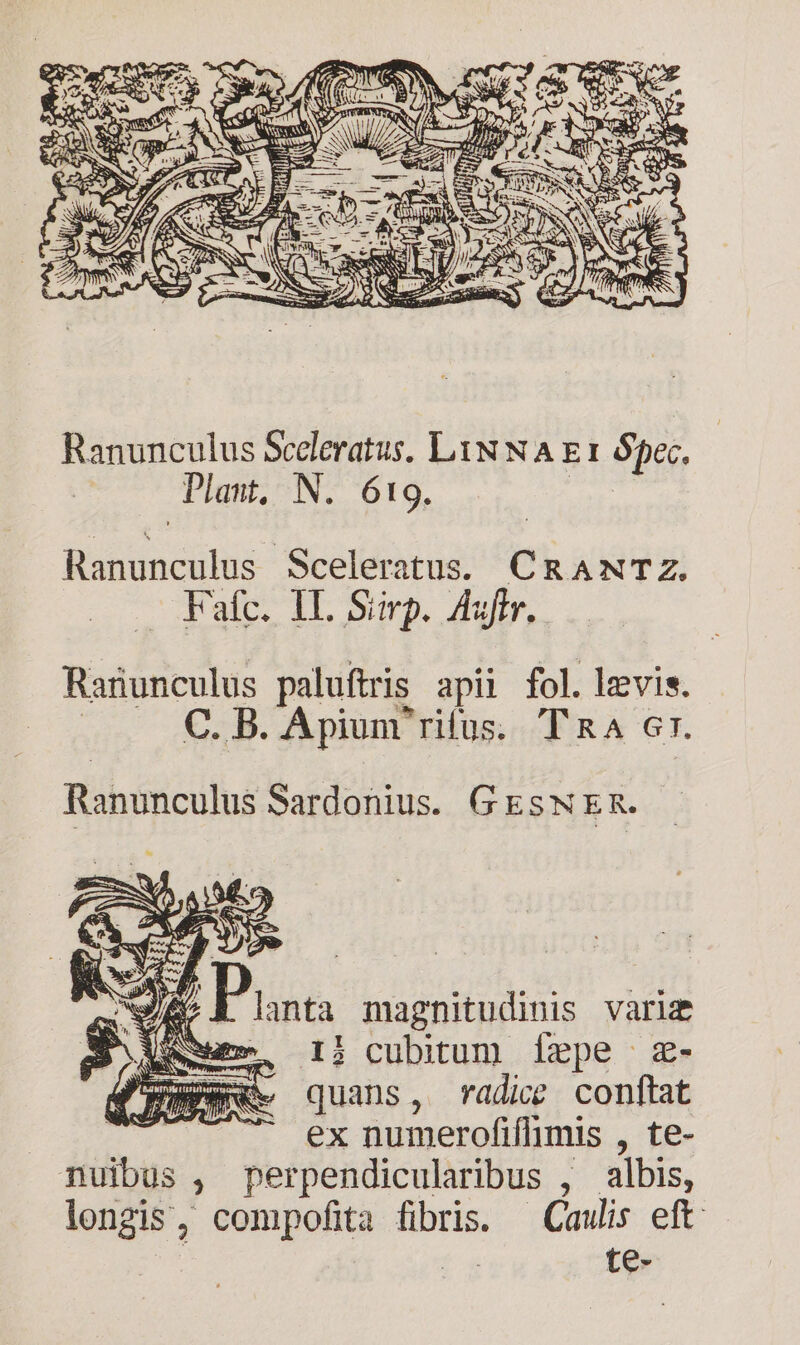 Rind: Sceleratus. CRANTZ. Fafc. ll. Simp. Aujffr, Rariunculus paluftris apii fol. levis. C. B. Apium rifus. TRA 67 Ranunculus Sardonius. GEswER. Ww ED P. lanta EIDEM vari Aca 1j cubitum fepe z- TW quans, radice conftat ex numerofiflimis , te- nuibus , perpendicularibus , albis, longis, compofita fibris. — Caulis eft