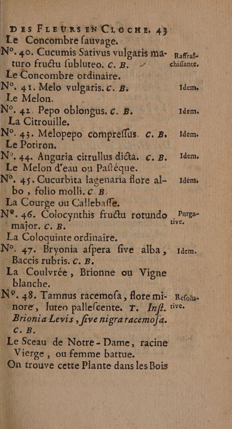 Le Concombre fauvage. N°. 40. Cucumis Sativus vulgaris ma- part. turo fruétu fubluteo. c. 8. chiffante, Le Concombre ofdinaire. N°, 41. Melo vulgaris. c. 8: Idem, Le Melon. | N°. 41. Pepo obloneus. c. 8. Idem: La Citrouille, N°. 45. Melopepo compreflus. c. 8. dem. Le Potiron, N°. 44. Anguria citrullus dicta. ç. B. Idem. Le Melon d’eau ou Pañtéque. N°. 45. Cucurbita lagenaria flore al- 14m, bo , folio molli. c 8. La Courge vu Callebaffe. N°. 46. Colocynthis frutu rotundo AE major. C. B. 5 La Coloquinte ordinaire. N°. 47. Bryonia afpera five alba, dem. Baccis rubris. C. B. La Coulvrée, Brionne où Vigne blanche. N°. 48. Tamnus racemofa, floremi- retou. ‘nore, luréo pallefcente. T. AE Brionia Levis , five nigraracemo]a. C:B, Le Sceau de Notre - Dame, racine . Vierge, ou femme battue. On trouve cette Plante dans les Bois