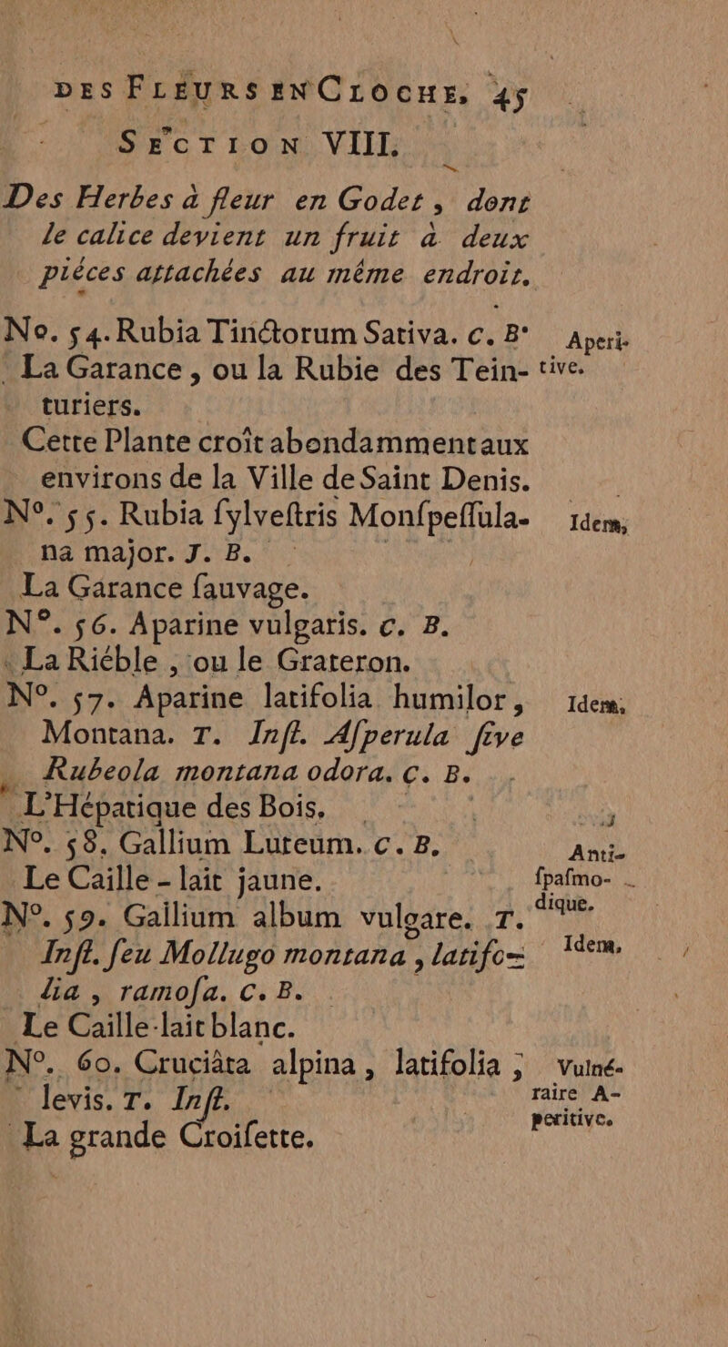 | SErcrion VIII. Des Herbes a fleur en Godet » dent Le calice devient un fruit à deux piéces attachées au même endroir. No. 54. Rubia Tinétorum Sativa. c. B° Aperi. . La Garance , ou la Rubie des Tein- tive: turiers. Cette Plante croîtabondammentaux environs de la Ville de Saint Denis. | N°. 55. Rubia fylveftris Monfpeflula- … 1derm, na major. J. B La Garance fauvage. N°. 56. Aparine vulgaris. c. B. « La Riéble , ou le Grareron. Ne. s7. Aparine latifolia humilor, 1dem; Montana. T. Infl. Afperula five Rubeola montana odora. C. B. # Hépatique des Bois. in N°. 58. Gallium Luteum. c.8. Ans Le Caille - lait jaune. fpafmo- dique. N°. 59: G Gailium album vuloare. T. Fe In ff. feu Mollugo montana Slarifos.. 19e dia , ramofa. C. B. Le Caille-lait blanc. N°. 60. Cruciâta alpina , latifolia ; Vuine. levis. 7. Inff. au Ce _ La grande Croifette,