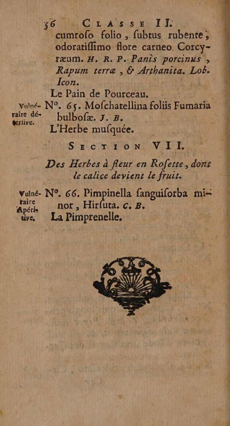 cumtôlo folio , fubtus rubente, odoratiffimo flore carneo Corcy- Rapum terre , € “Art ani tes Loëb. Icon. Le Pain de Pourceau. de je bulbofzæ. J. 8. ke: L’Herbe mufquée. SrecrtTion VIT. Des Herbes à fleur en Rofette, dont de calice devient le fruit. Vulné- N°, 66. Pimpinella fanguiforba mi- raire apés nor, Hirfuta. ç, 8. uve, La Pimprenelle,