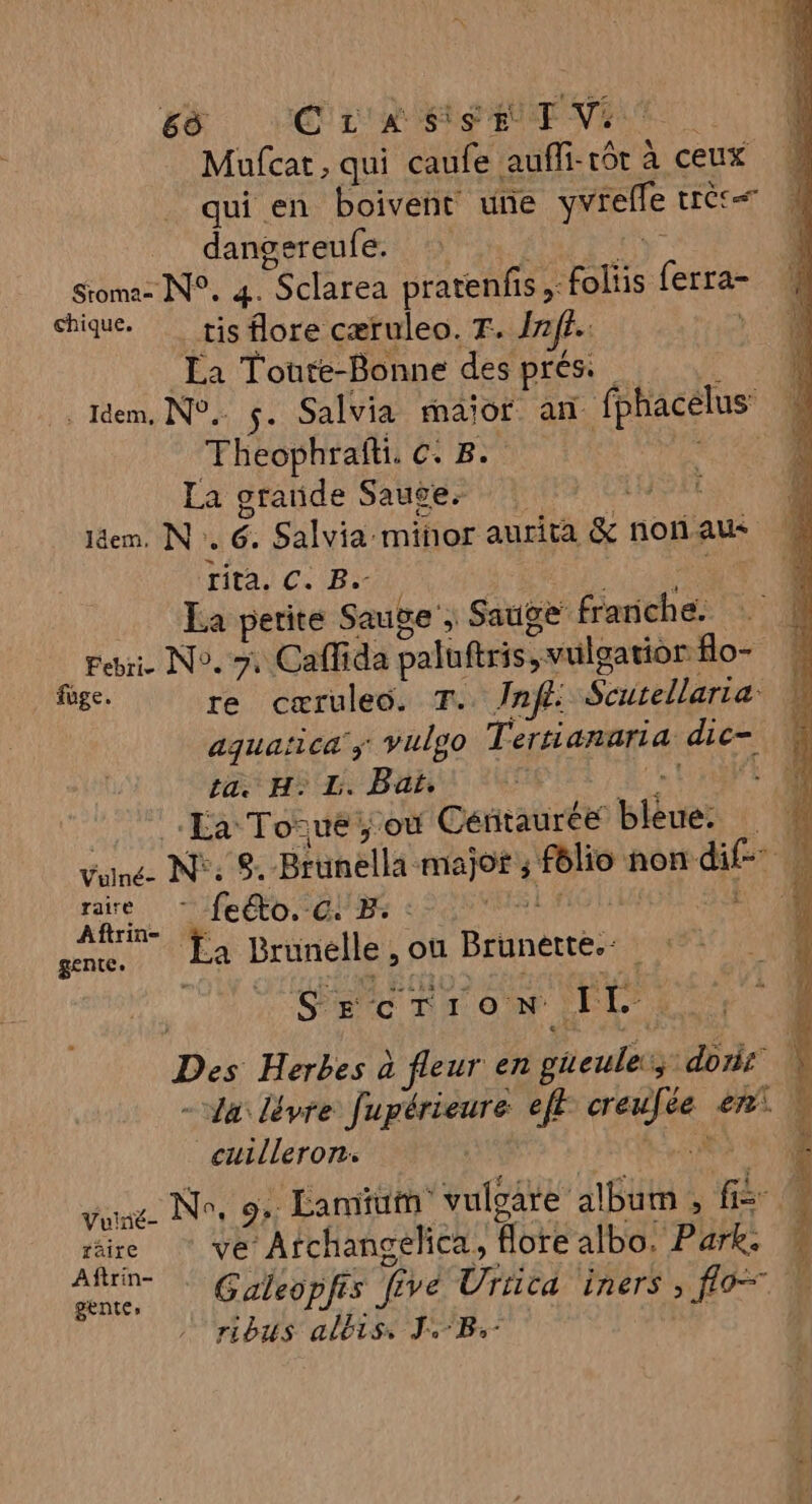 6s CERTA Mufcat, qui caufe auffi-rôt à ceux qui en boivent une yurelfe tréce dangereufe. Sroma- N°, 4. “Sclarea pratenfis -foliis ferra- chique. tis flore cæruleo. T. Inff. {S Toute-Bonne des prés: _ Idem, N°. $. Salvia maior an fphacelus Theophrafi. CB La grande Sauces Idem. N 6. Salvia:minor aurita &amp; nonaus Fit. C. B:- La perite Sauge , Sauge frariche. Pebri N°. 7, Caffida paluftiss» vuloatior flo- fage. re cæruleo. F. Inf: Seutellaria- aquaïica ; vulgo Tertianaria dic- ta. H: I. Bat, | ‘La Tone ; où Centaurée: biêue: 4 ee N: e. Brunella majot ; Mit ñon Aus à rare - feéto. CE : | Aftrin- je ut Le Brunélle , ou Brunette. SrcTIioN ue x Des Herbes à fleur en D abat de \ - Ja lèvre fupérieure eft Le er. | cuilleron. | 5» | vone No, 9: Lamiüt vulgare album , FL que ve Archangelica, flore albo. PHEL RS Galeopfis five Urrica iners &gt; 0 ribus albiss JB.