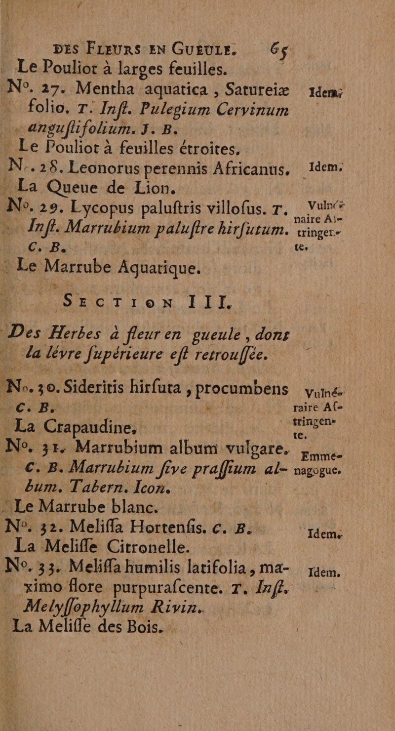 Le Poulior à larges feuilles. | N°. 27. Mentha aquatica , Satureiæ ï1deras folio. T. Infi. Pulegium Cervinum . anguflifolium. 3. B. Le Pouliot à feuilles étroites, N..28.Leonorus perennis Africanus, Idem. _ La Queue de Lion. Ne. 29. Lycopus paluftris villofus. Tr. Vu à à naire Ai= … Tnfl. Marrubium palufire hirfutum. ringer- C. B Ft . Le Marrube Aquarique. | DURE cCTion III, “Des Herbes à fieur en gueule, dont da lèvre fupérieure ef? retrouffée. No. 30. Sideritis hirfuta , procumbens Vuée Ce Fi W's raire Af- La Crapaudine, MA OR No. 35. Marrubium album vuloare, ne €. B. Marrubium Jfeve praffium al- nagogue, bum. Tabern. Icon. Le Marrube blanc. N°. 32. Meliffa Hortenfis. c. 8. Idem. La Melifle Citronelle. WA No. 33. Meliffa humilis latifolia, Mma- jam, ximo flore purpurafcente. T. Inf Melyflophyllum Rivin. La Melifle des Bois. .